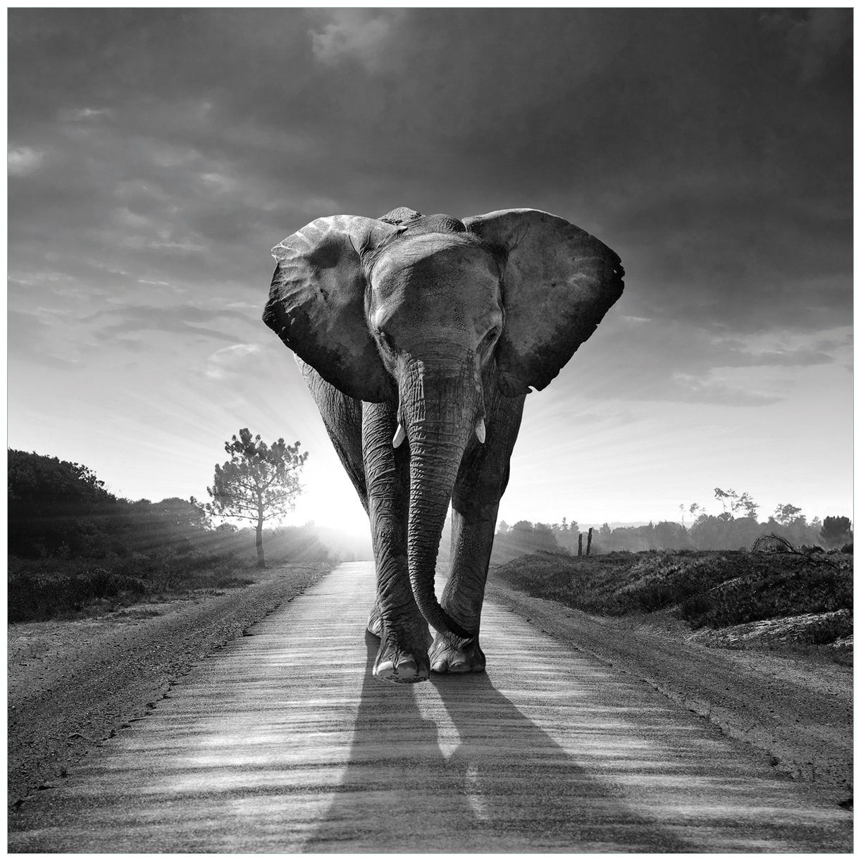 Wallario Tischplatte Elefant bei Sonnenaufgang in Afrika schwarzweiß (1 St), für Ikea Lack Tisch geeignet