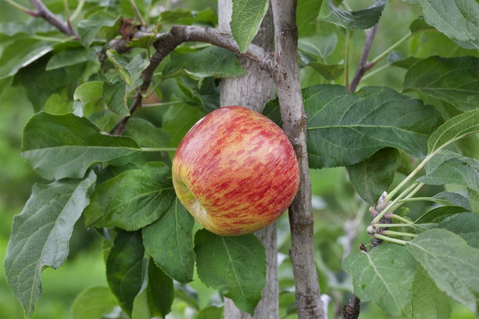 Pflanzen für Dich Obstpflanze Malus 'Gravensteiner', 1 St., Gravensteiner-Apfel, Apfelbaum, aromatisch, frühreifend