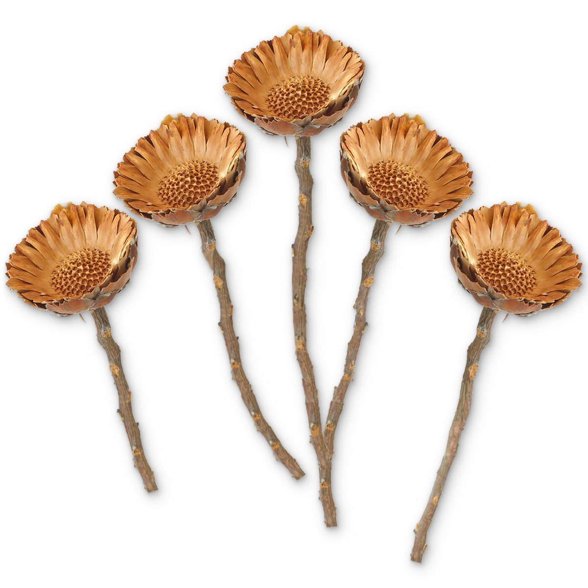 matches21 HOME & HOBBY Bilderrahmen Protea Trockenblumen orange natur 5er Set afrikanische Zuckerbüsche, (5 St), Getrocknete Blumen als Boho-Deko Trockenpflanzen Tischdeko Basteln