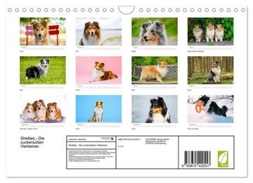 CALVENDO Wandkalender Shelties - Die zuckersüßen Vierbeiner. (Wandkalender 2024 DIN A4 quer)