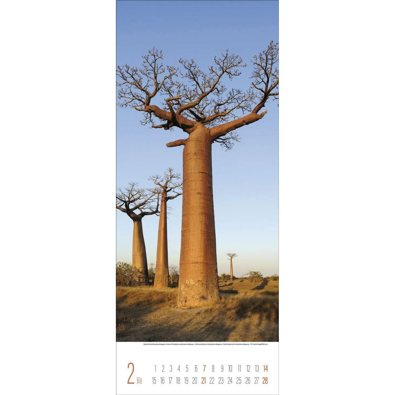 Korsch Verlag Wandkalender Bäume 2027 – Bild 3 von 5