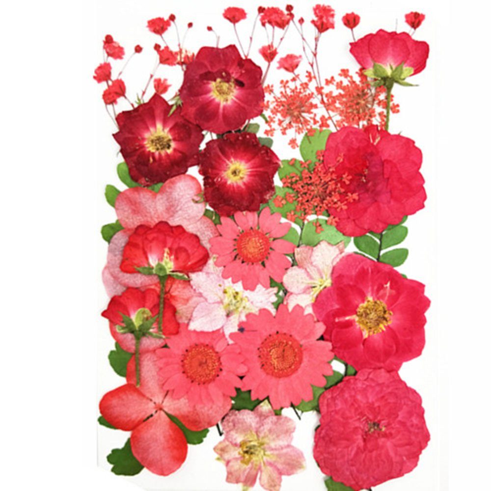 Trockenblume DIY Trockenblumen-Material-Set, Modische Gepresste Blumen, Pflanzen, Blusmart, Trockenblume redB