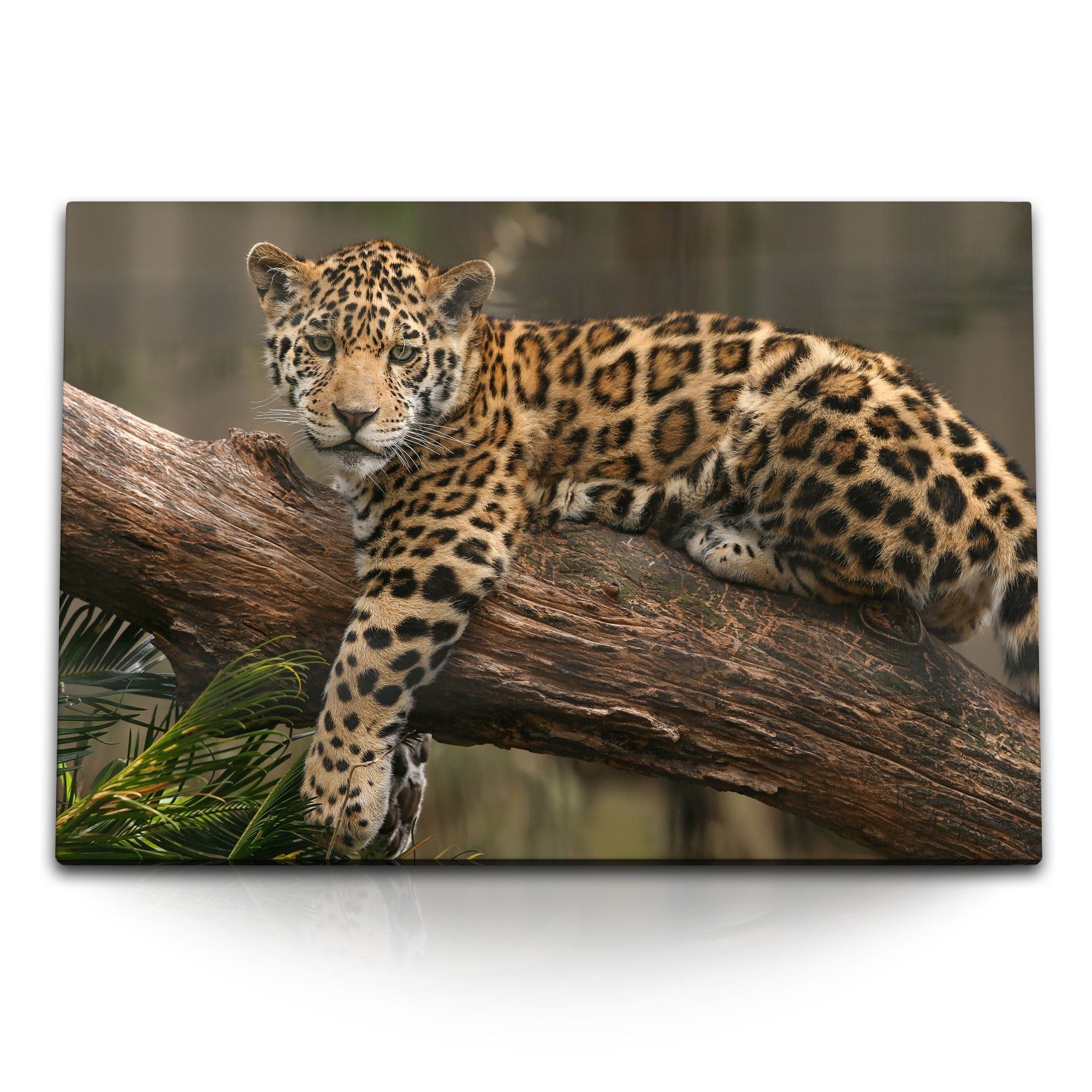 Leinwandbild 120x80cm Wandbild auf Leinwand Tierfotografie junger Jaguar auf Baumst