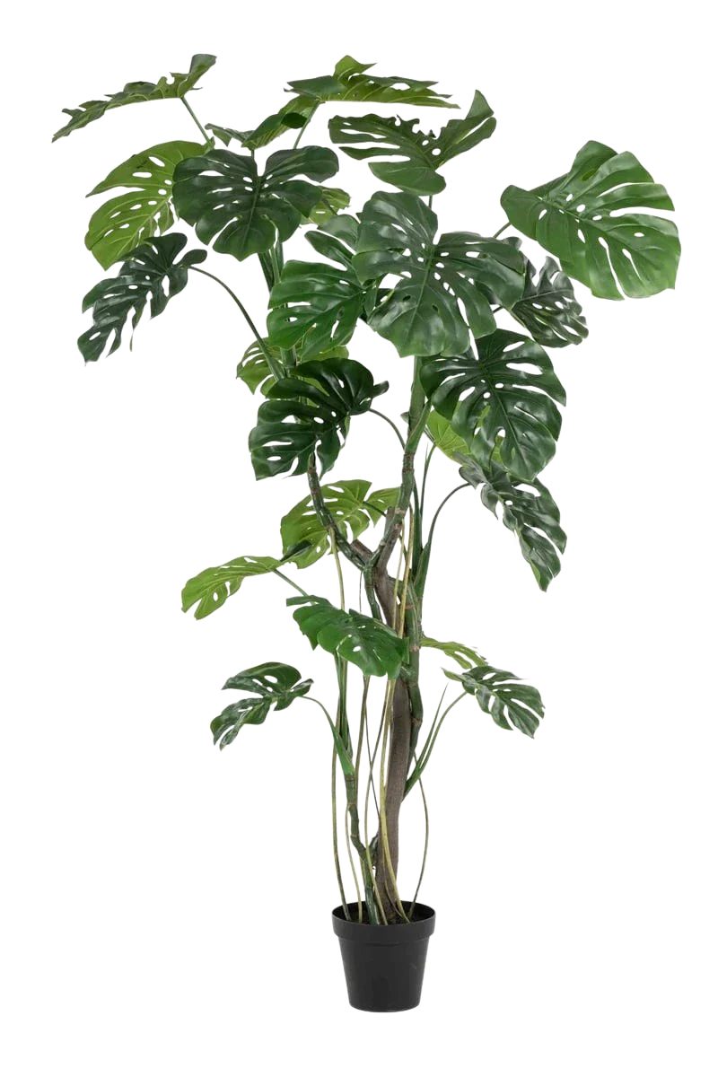 Kunstbaum Künstliche Monstera - Mogli, 210 cm, Emerald, Höhe 210 cm