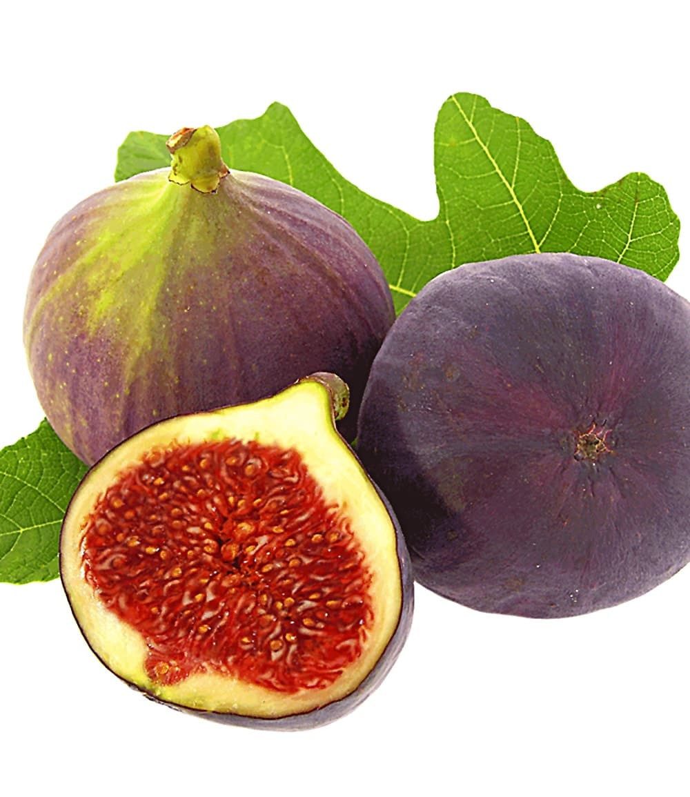 BALDUR Garten Feigenbaum Frucht-Feige 'Rouge de Bordeaux' klein, 1 St., Selbstbefruchtend, winterhart, mehrjährig, pflegeleicht