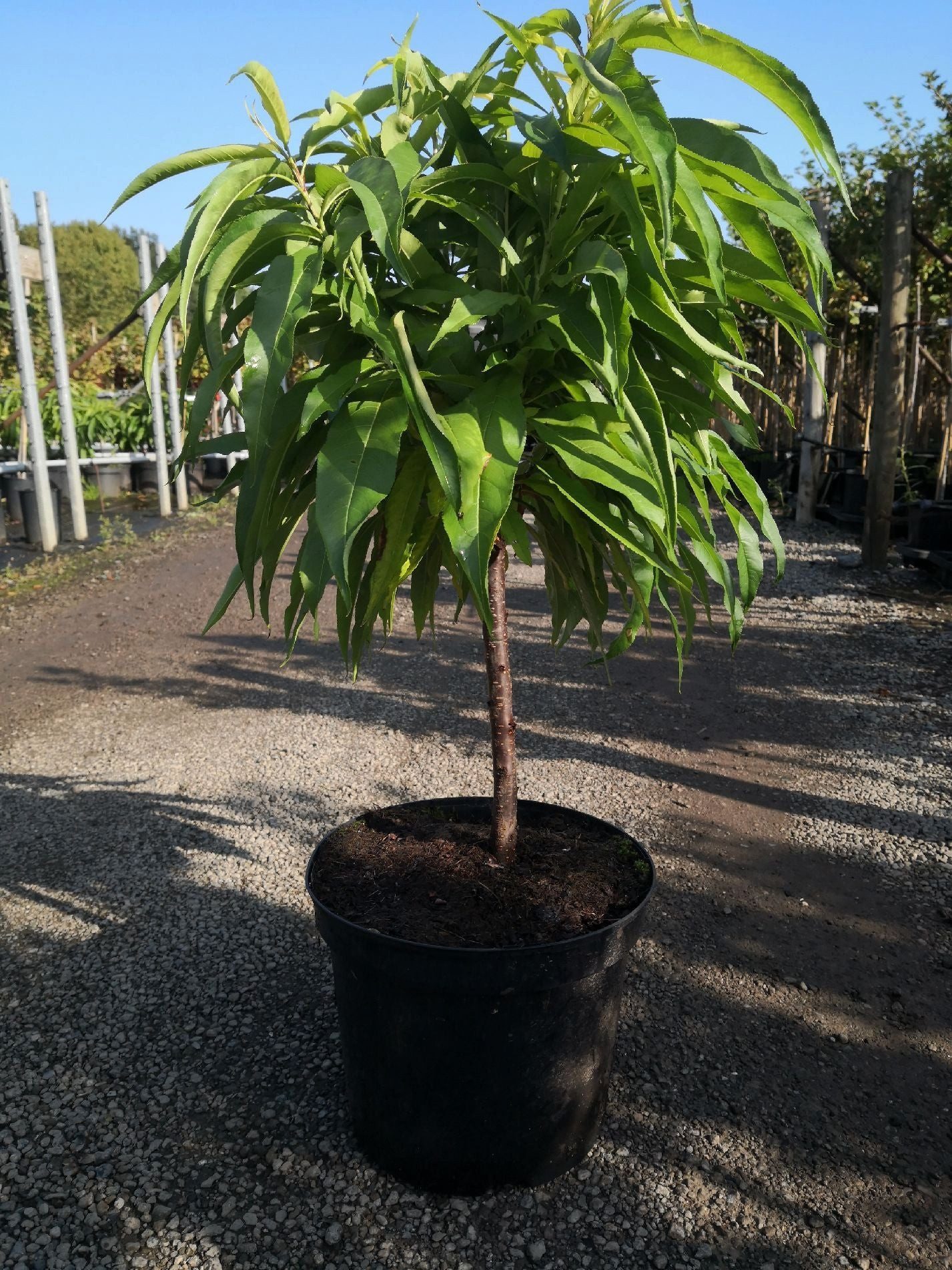 AMO Baumschulen Obstpflanze Zwergnektarine Red Gold Nektarinenbaum kompakt fruchttragend
