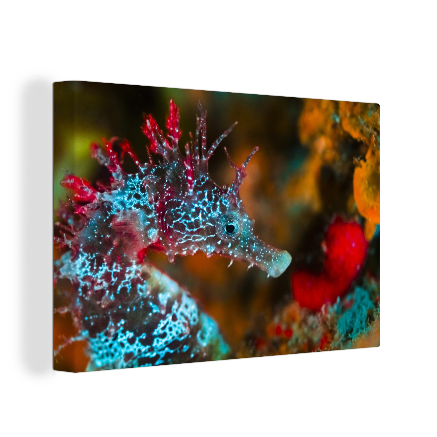 OneMillionCanvasses® Leinwandbild Seepferdchen mit leuchtenden Farben, günstig online kaufen