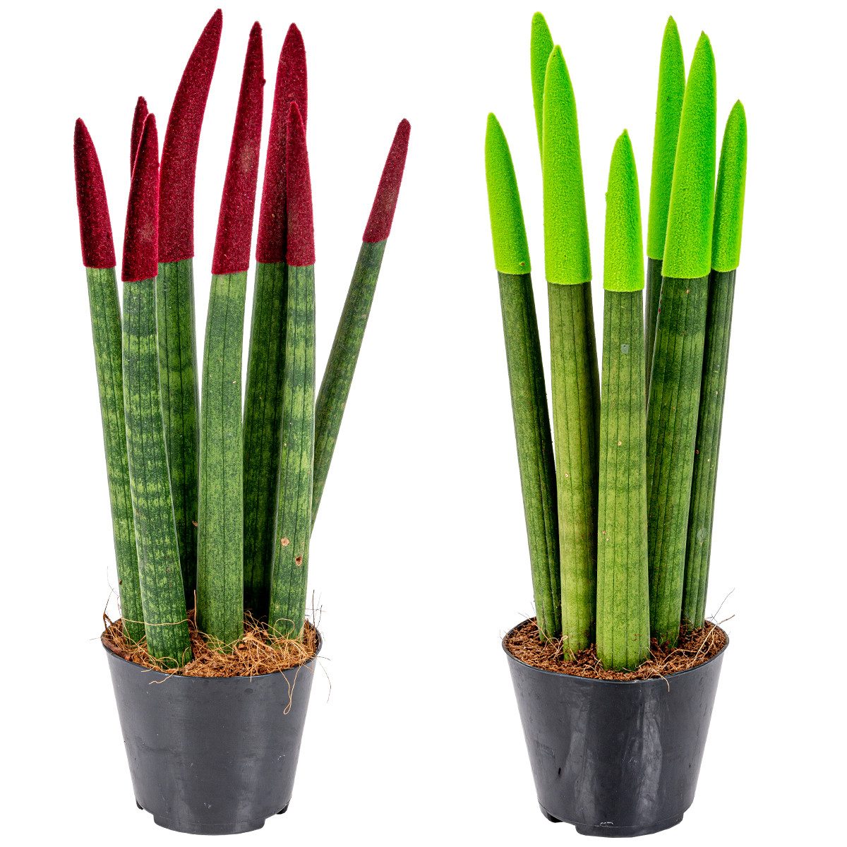 Bloomique Zimmerpflanze 2er-Set - Sansevieria Velvet Touch - Schwiegermutterzunge - Bogenhanf, 2 St.