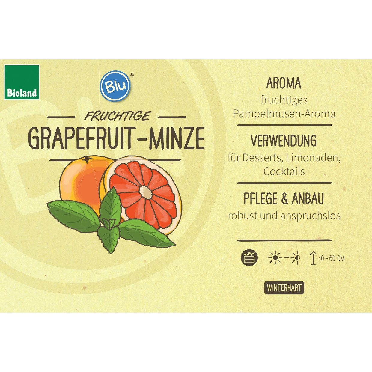 Exotenherz Gewürzkraut Grapefruit-Minze Mentha suaveolens x piperita Kräuterpflanze 12cm Topf