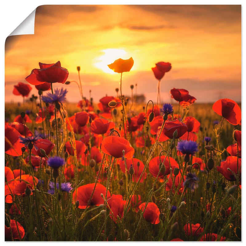 Artland Wandbild »Mohnblumen im Abendlicht«, Blumen (1 St), als Alubild, Leinwandbild, Wandaufkleber oder Poster in versch. Größen