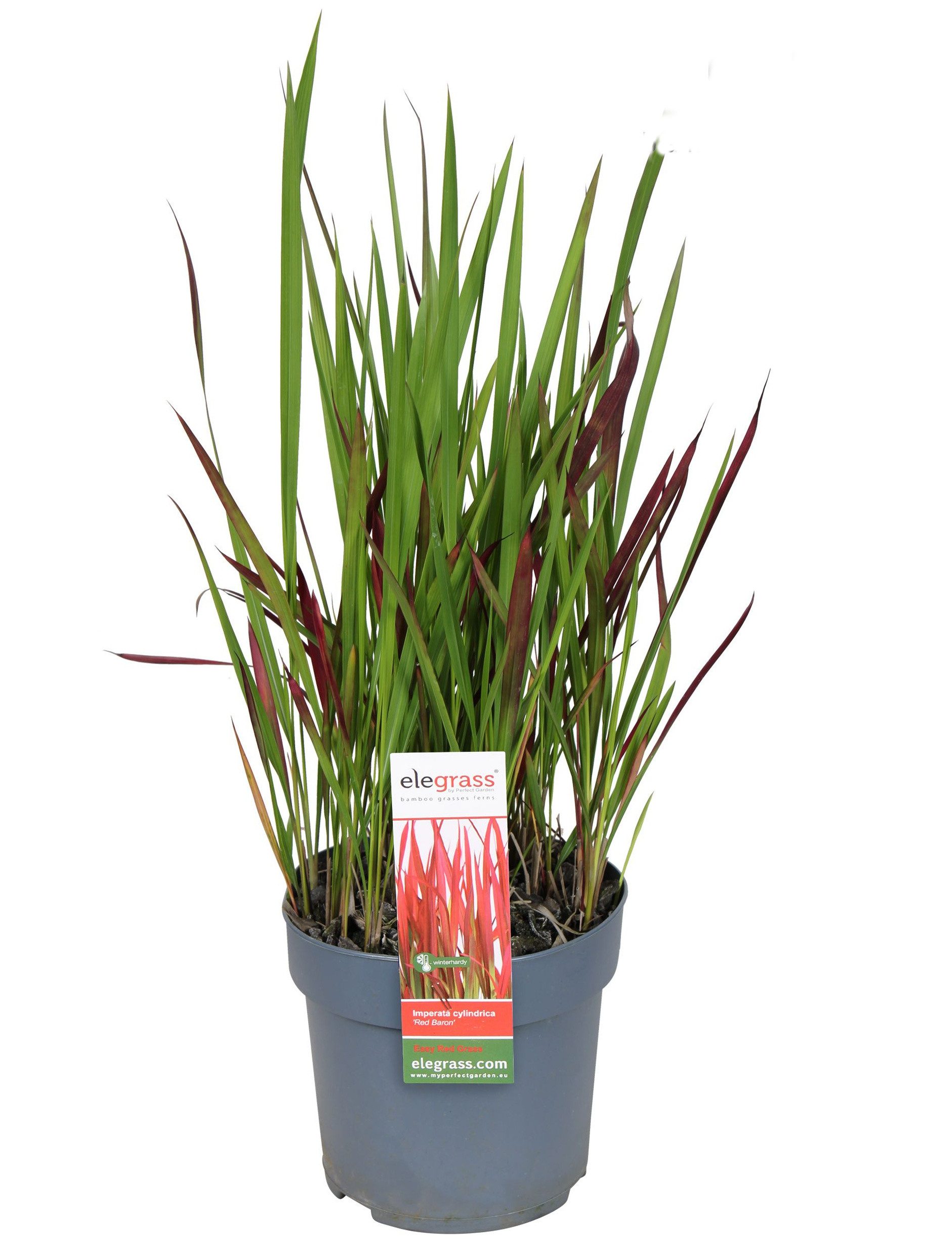 meinvipshop Gräser Japanische Blutgras Red Baron