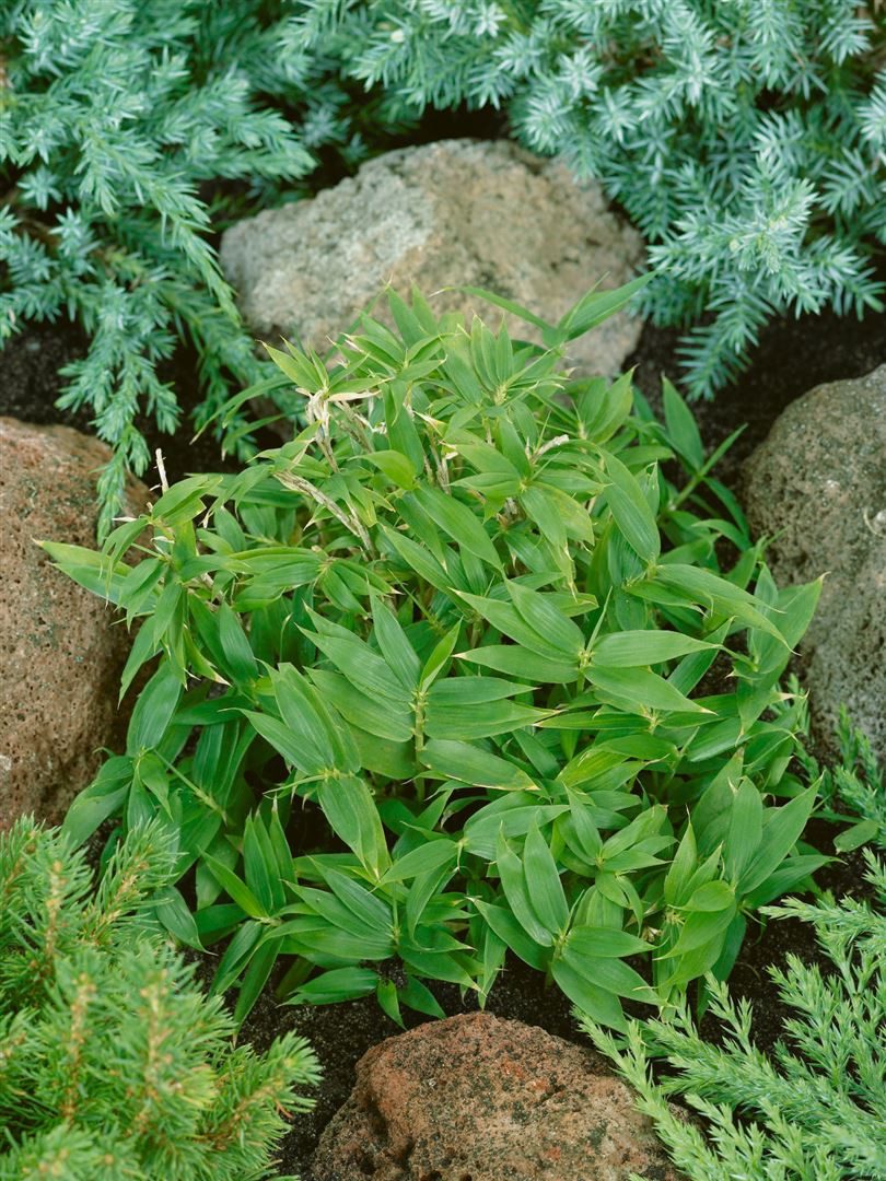 Pflanzen für Dich Gräser Pleioblastus pygmaeus, 1 St., Zwergbambus, Pygmäenbambus, kompakt, bodendecker