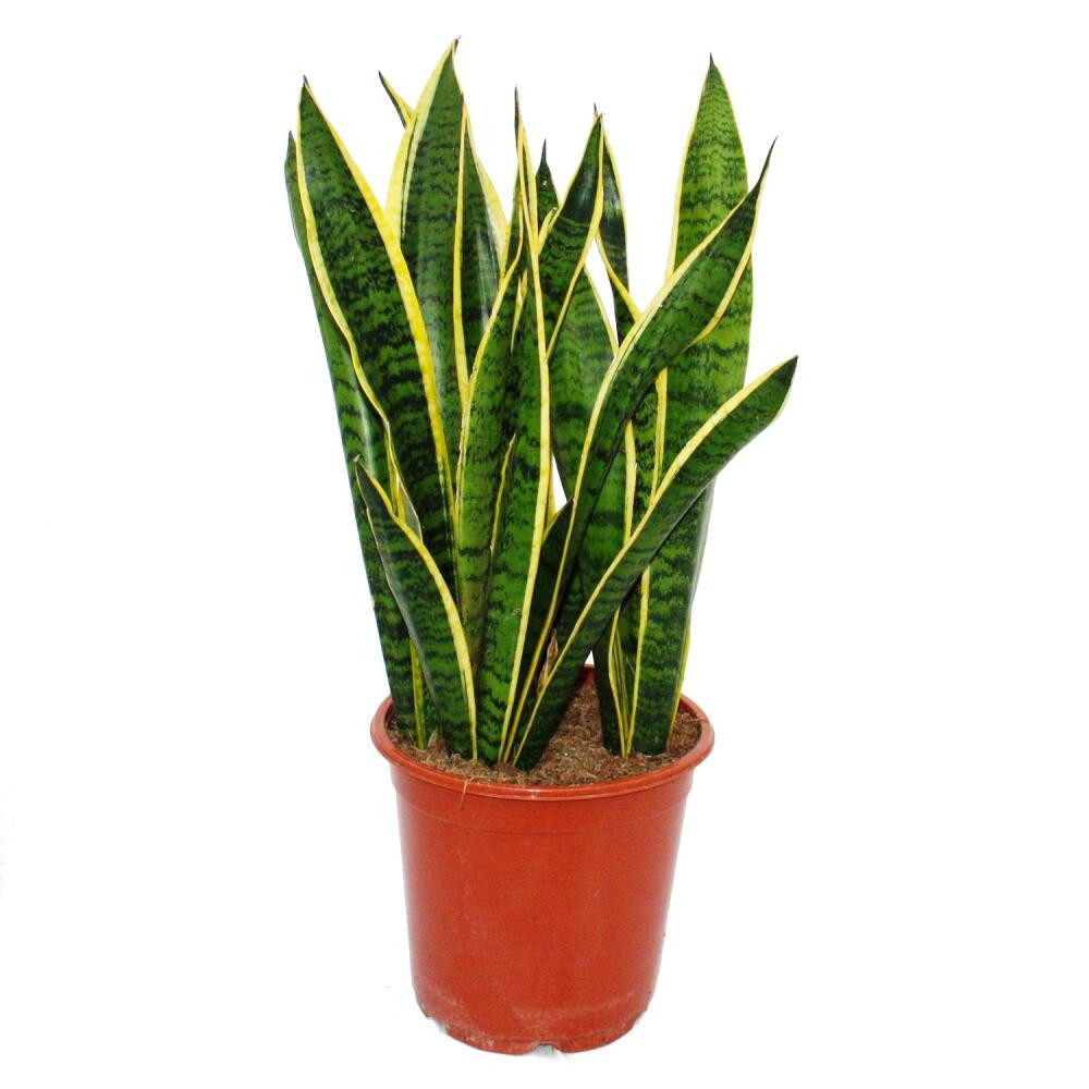 Exotenherz Zimmerpflanze Sansevieria laurentii - Bogenhanf - kompakt mit kräftigen Farben 80cm