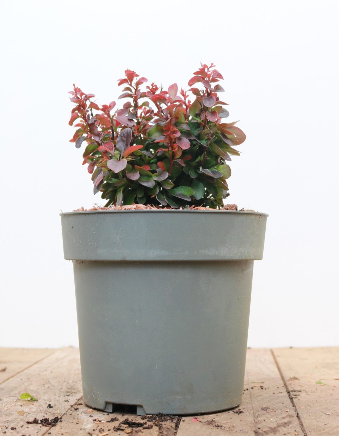 Pflanzen für Dich Gehölze Berberis thunbergii 'Bagatelle', 1 St., Thunberg-Berberitze, Zwerg-Berberitze