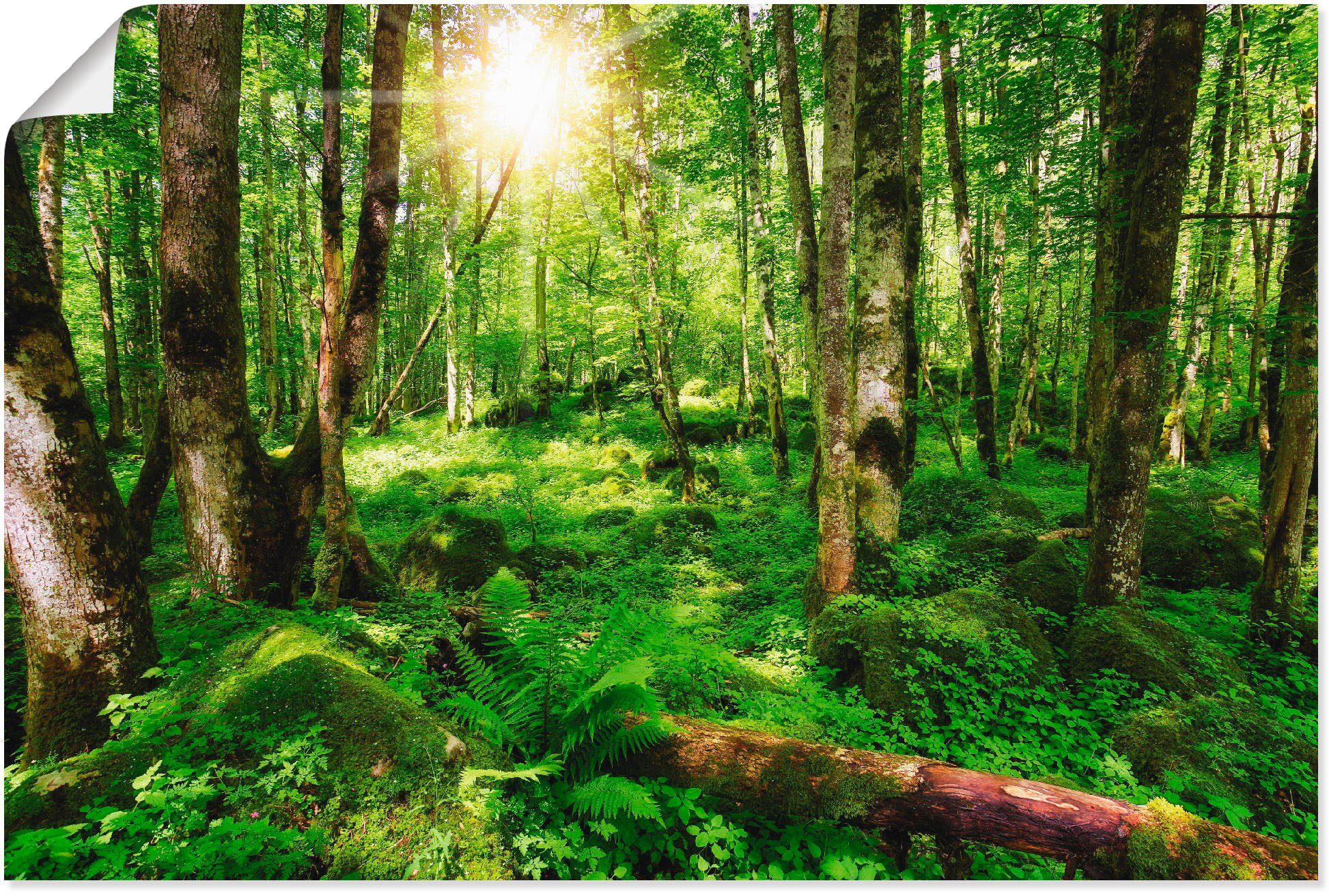 Artland Wandbild Wald, Wald (1 St), als Alubild, Leinwandbild, Wandaufkleber oder Poster in versch. Größen