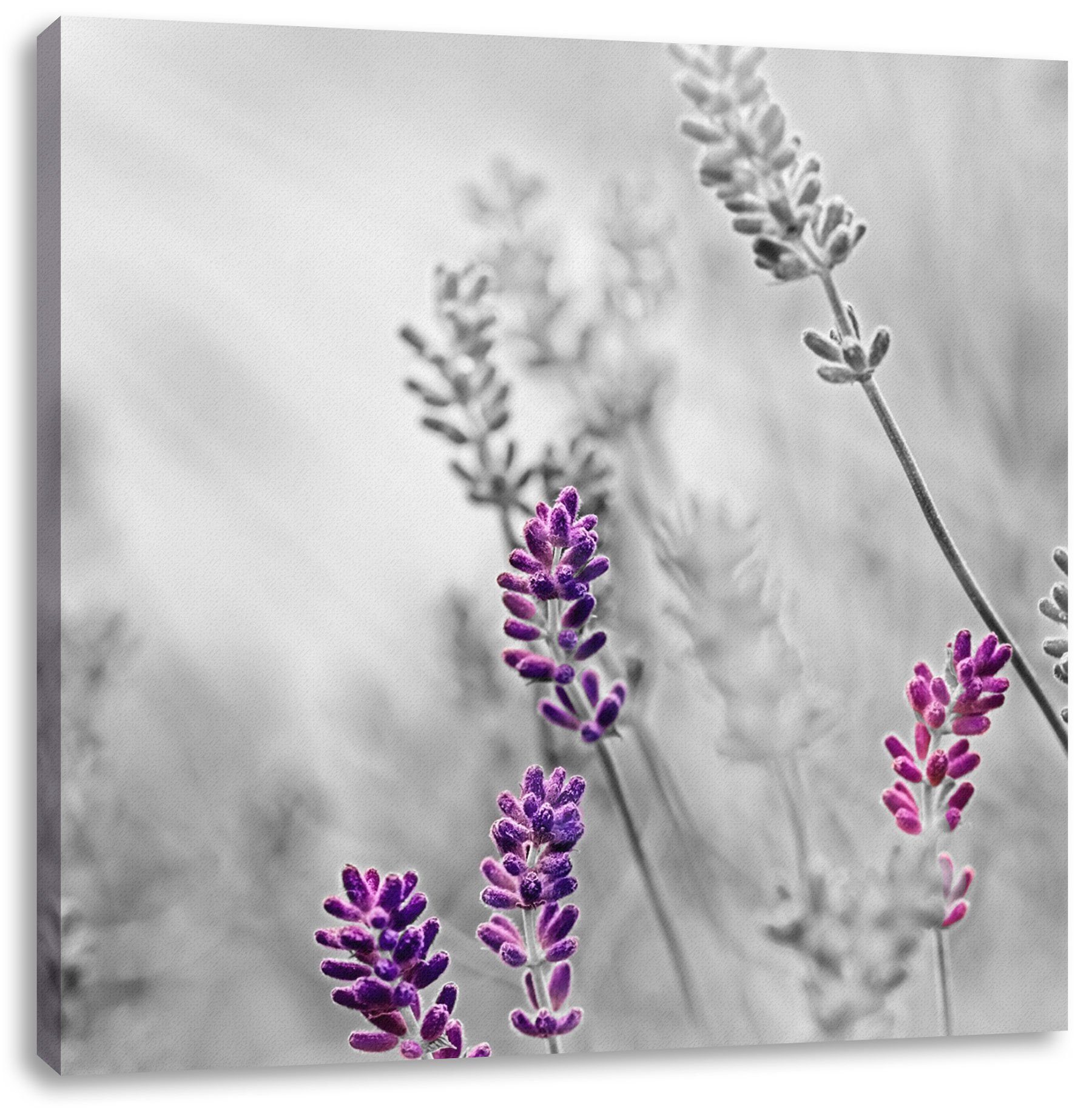 Lavendel Leinwandbild (1 schöner Pixxprint Leinwandbild schöner Lavendel, Zackenaufhänger bespannt, fertig inkl. St),