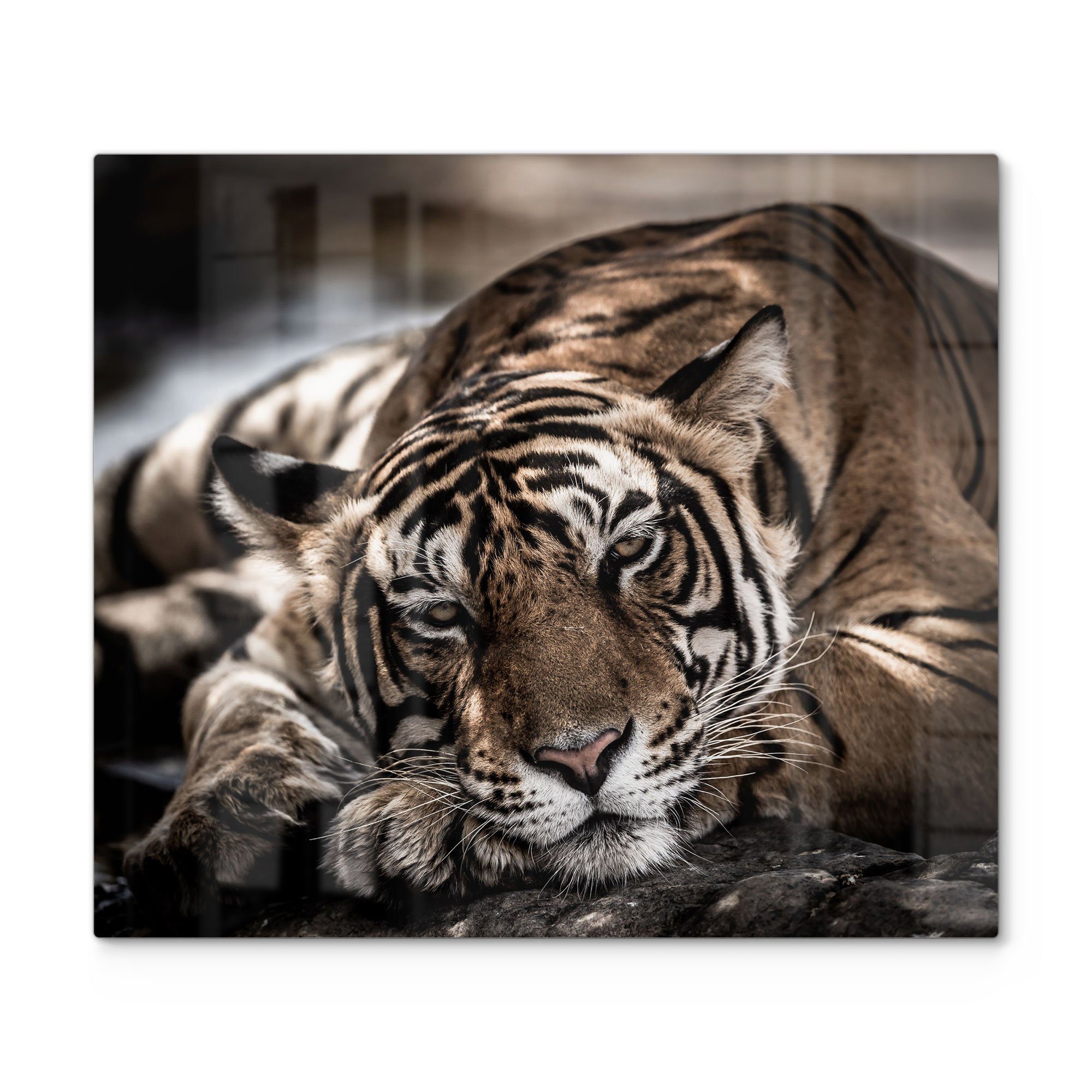 Bengal Tiger', Herdblende-/Abdeckplatte Glas, DEQORI 'Ruhender (1 Glas Ceranfeld Herd tlg), Herdabdeckplatte
