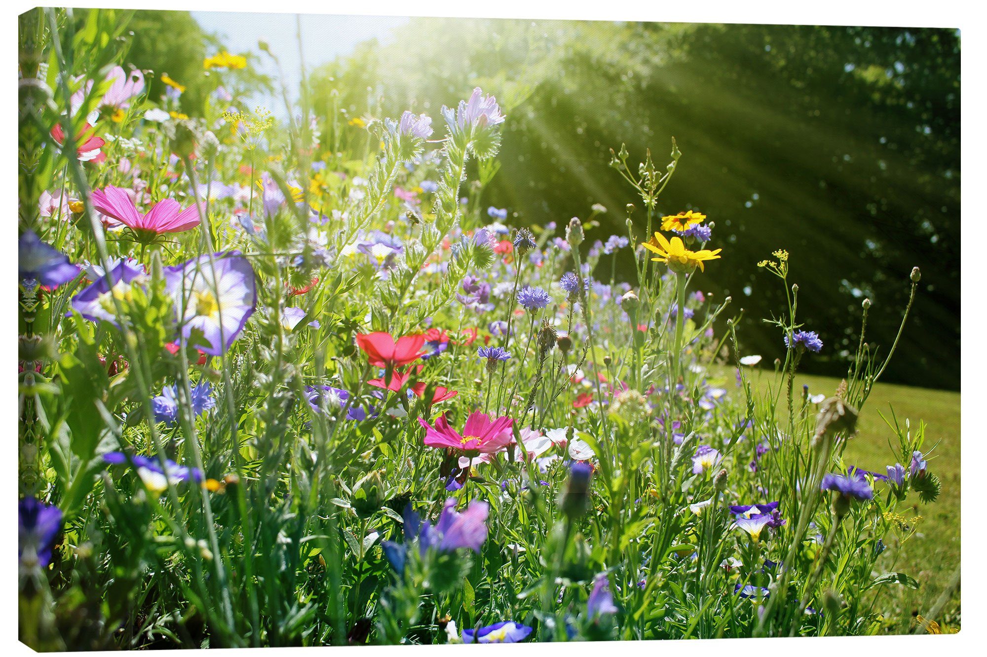 Posterlounge Wandbild Auf einer sonnigen Wildblumenwiese, Lichtspielart, erhältlich als Poster, Leinwandbild, Wandsticker oder Acrylglasbild