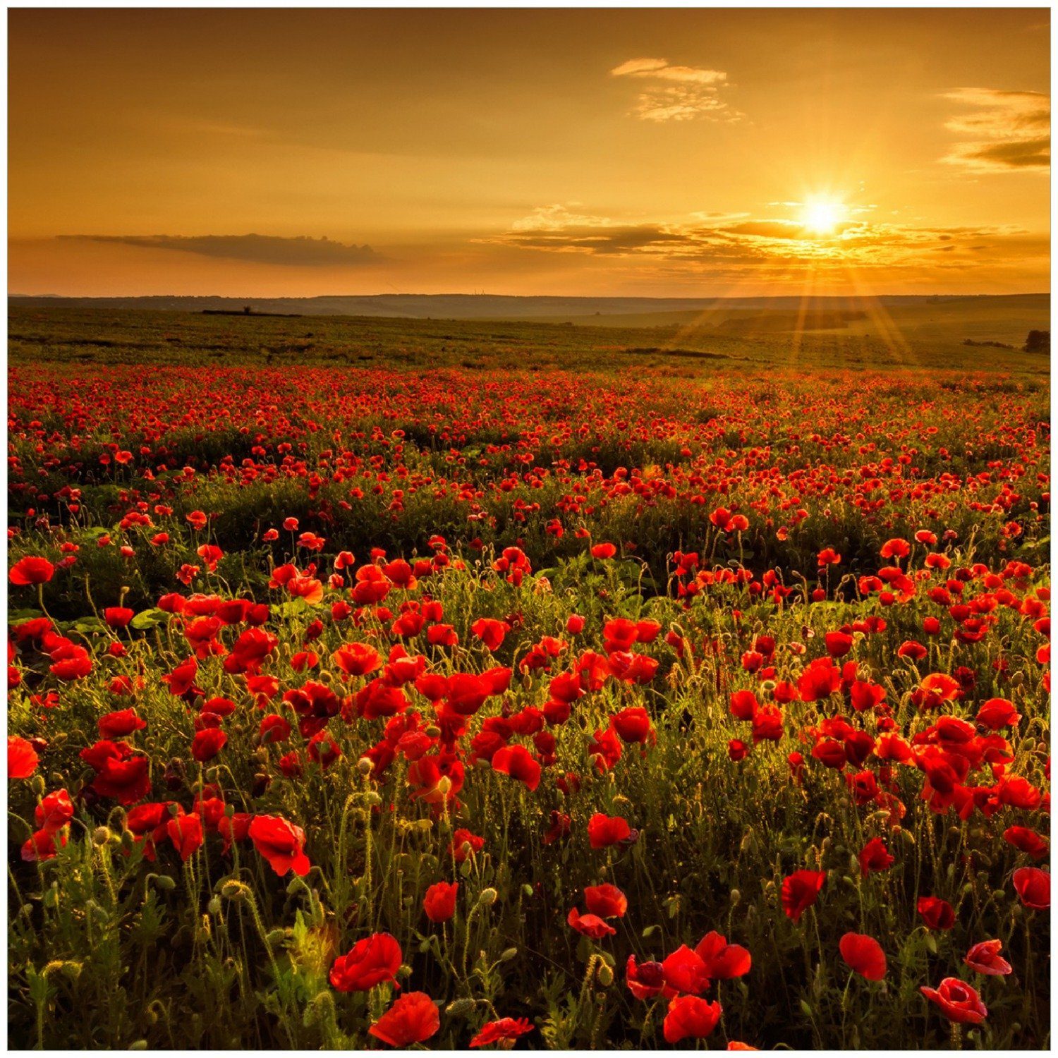 Wallario Memoboard Mohnblumenwiese bei Sonnenuntergang am Abend