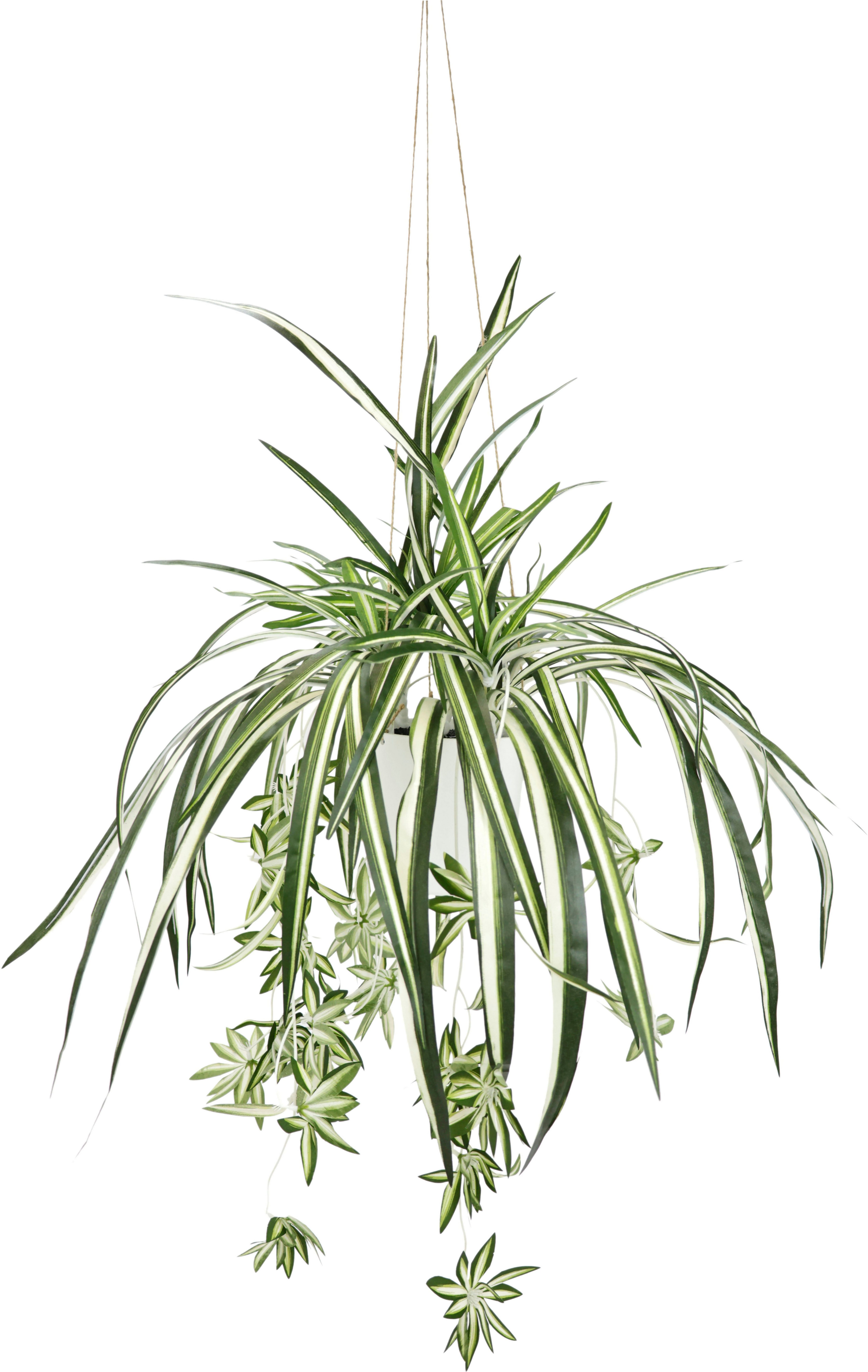 Kunstpflanze cm, künstliche Grünlilie, home, Mit Hängeampe, Höhe 75 Wasserlilie my