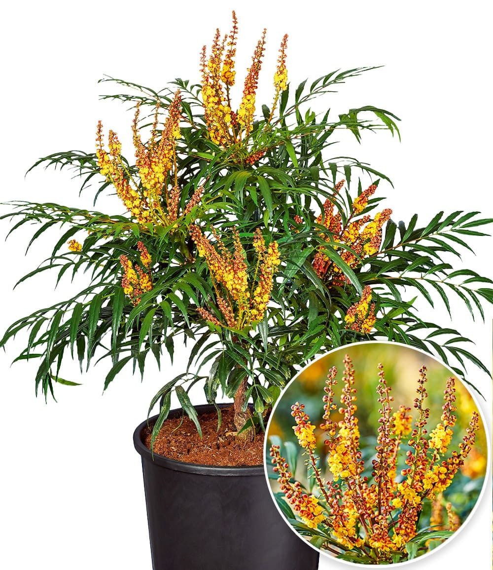 BALDUR Garten Zierstrauch Mahonie 'Volcano®' (MYOY), 1 St., mehrjährig, pflegeleicht