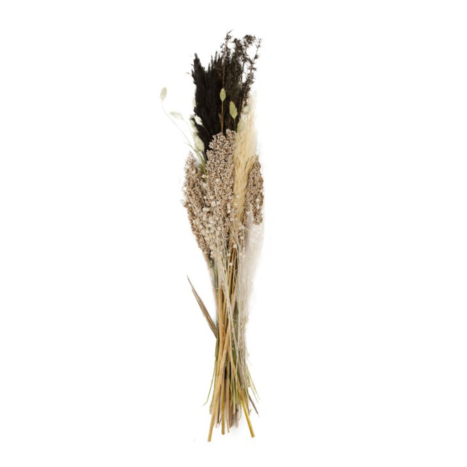 Trockenblume Getrockneter Blumenstrauß natur-dunkel - Dried flower bouquet - 93x23x8cm, DIJK