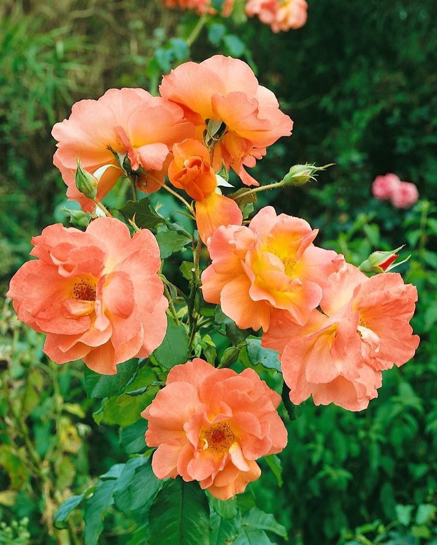 Pflanzen für Dich Rose Rosa 'Westerland' – Bild 4 von 5