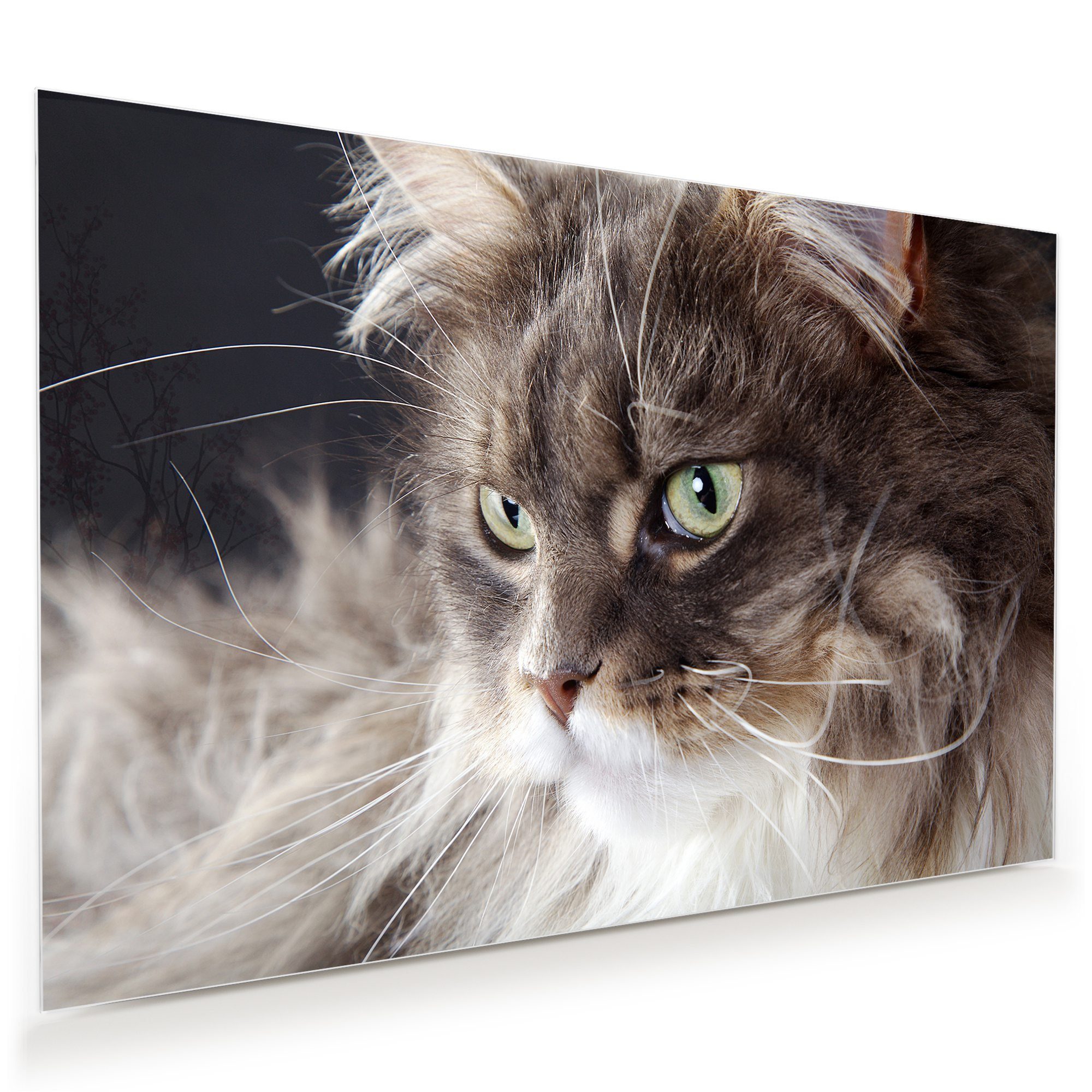 Primedeco Glasbild Wandbild Katze mit langem Fell mit Aufhängung, Tiere