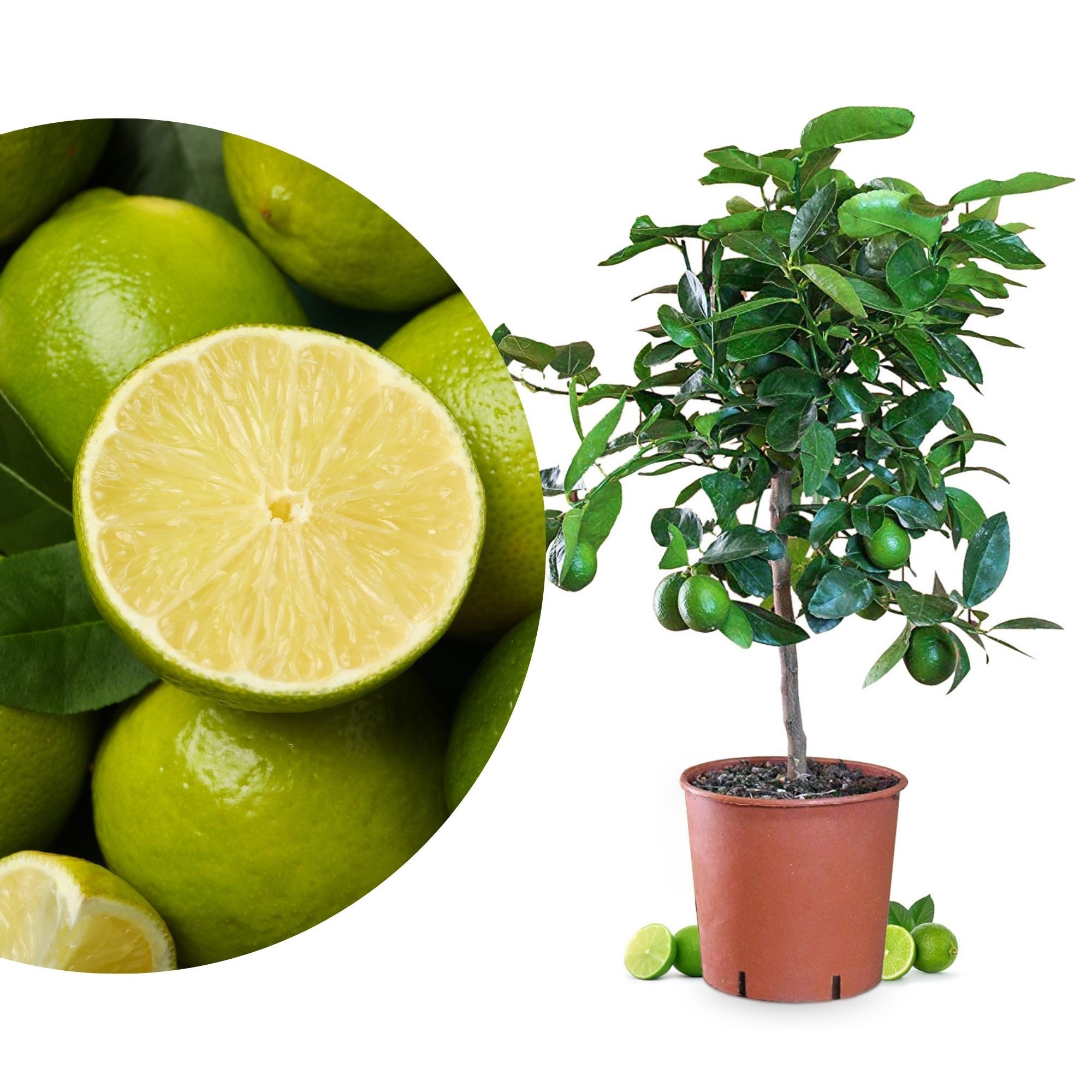 Meine Orangerie Obstpflanze Tahiti Limette - Citrus Latifolia - Persische Limette, echter Limettenbaum, professionell veredelter und fruchtreifer Zitrusbaum