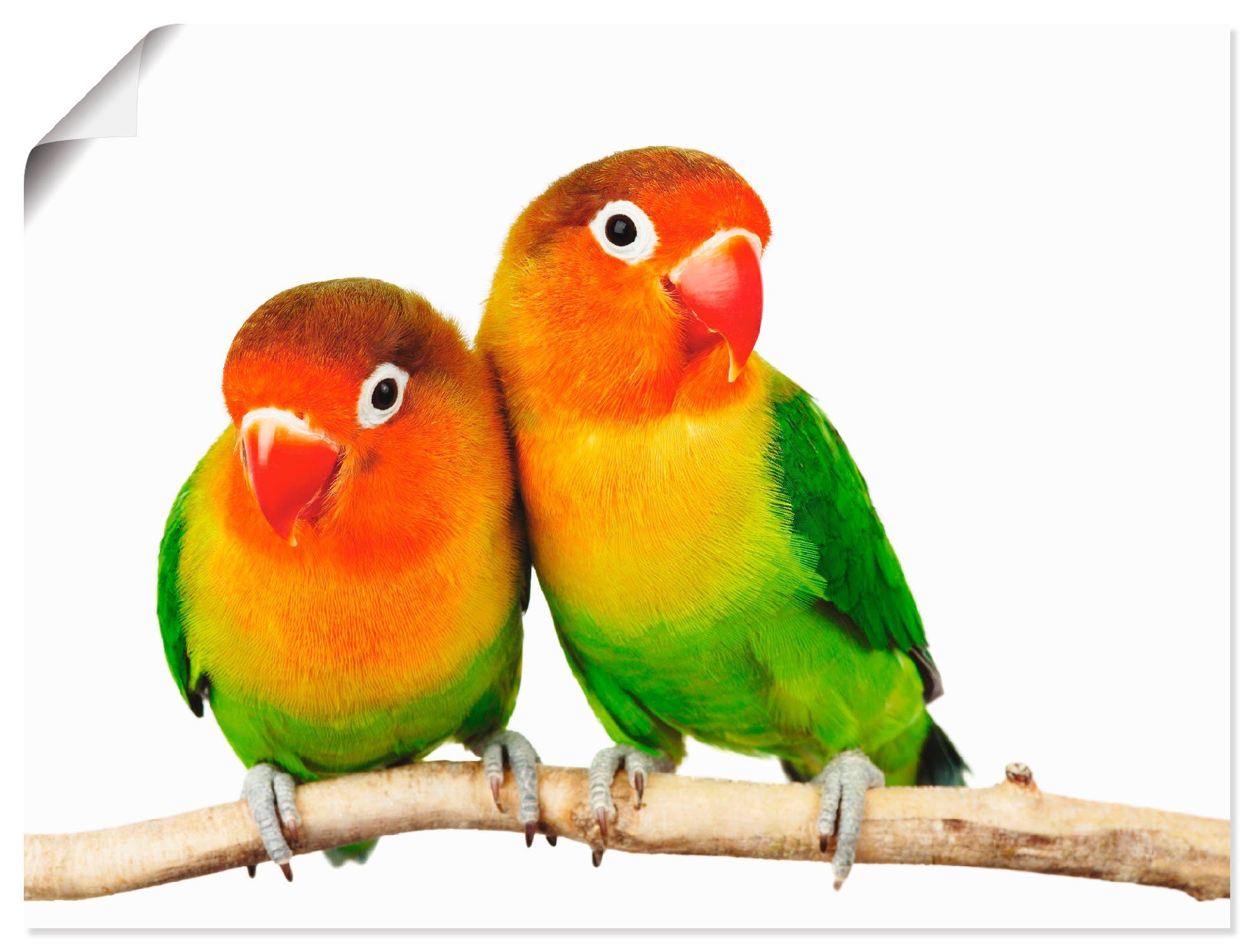 Artland Wandbild Paar von Grauköpfchen - Papageien, Vögel (1 St), als Leinwandbild, Poster in verschied. Größen
