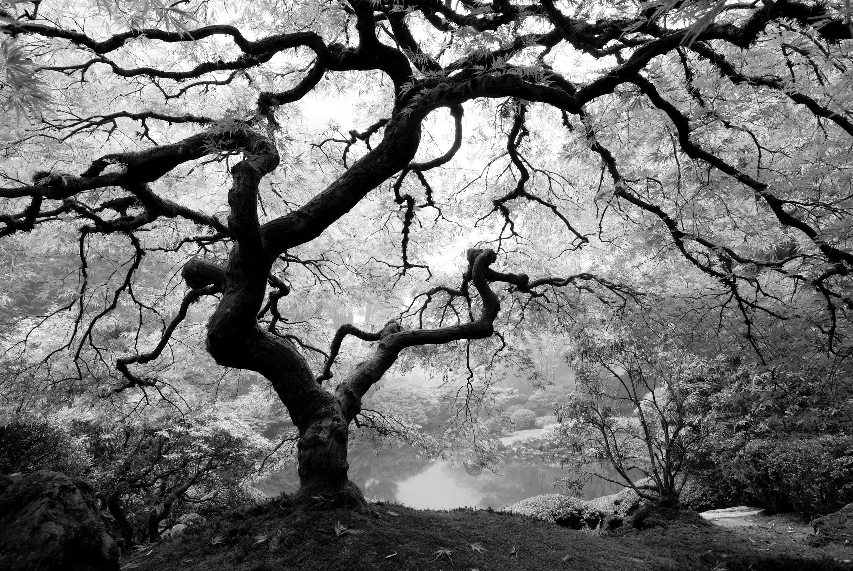 Papermoon Fototapete Waldbaum schwarz & weiß