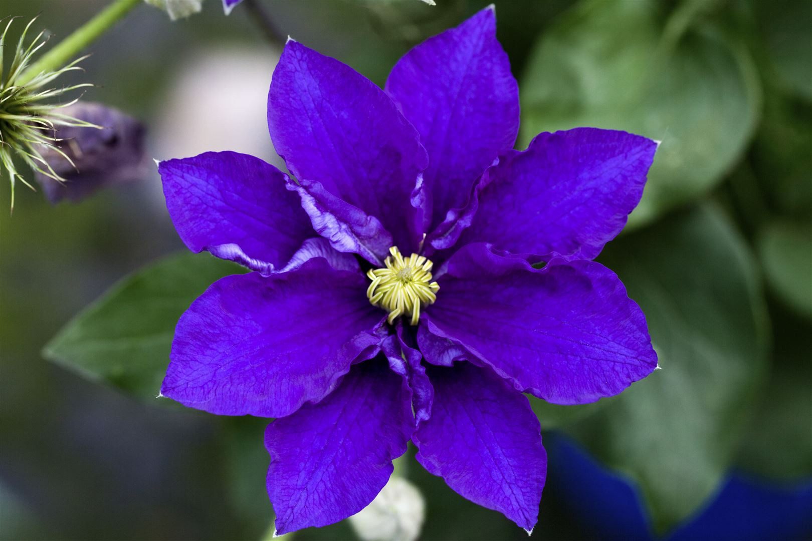 Pflanzen für Dich Kletterpflanze Clematis Hybride 'Diamantina', 1 St., Clematis, Waldrebe, gefülltblühend, langblühend