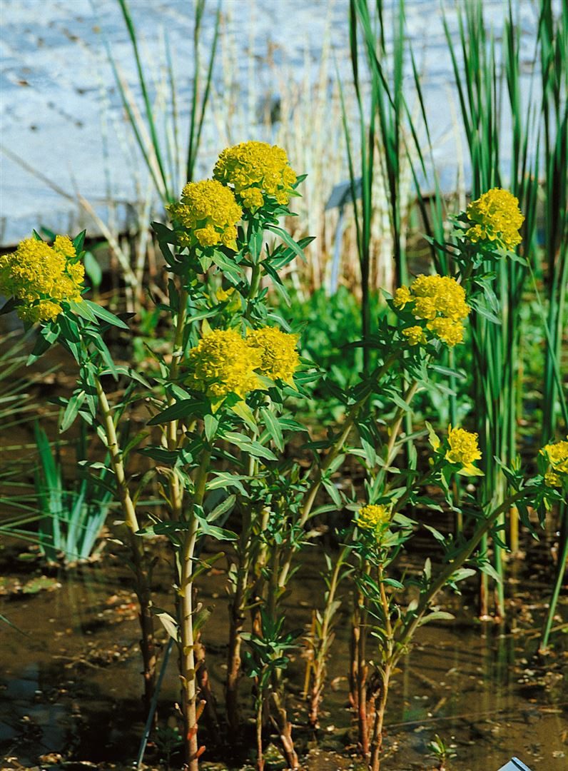 Pflanzen für Dich Staude Euphorbia pal. Teichlaterne, 1 St., Sumpf-Wolfsmilch