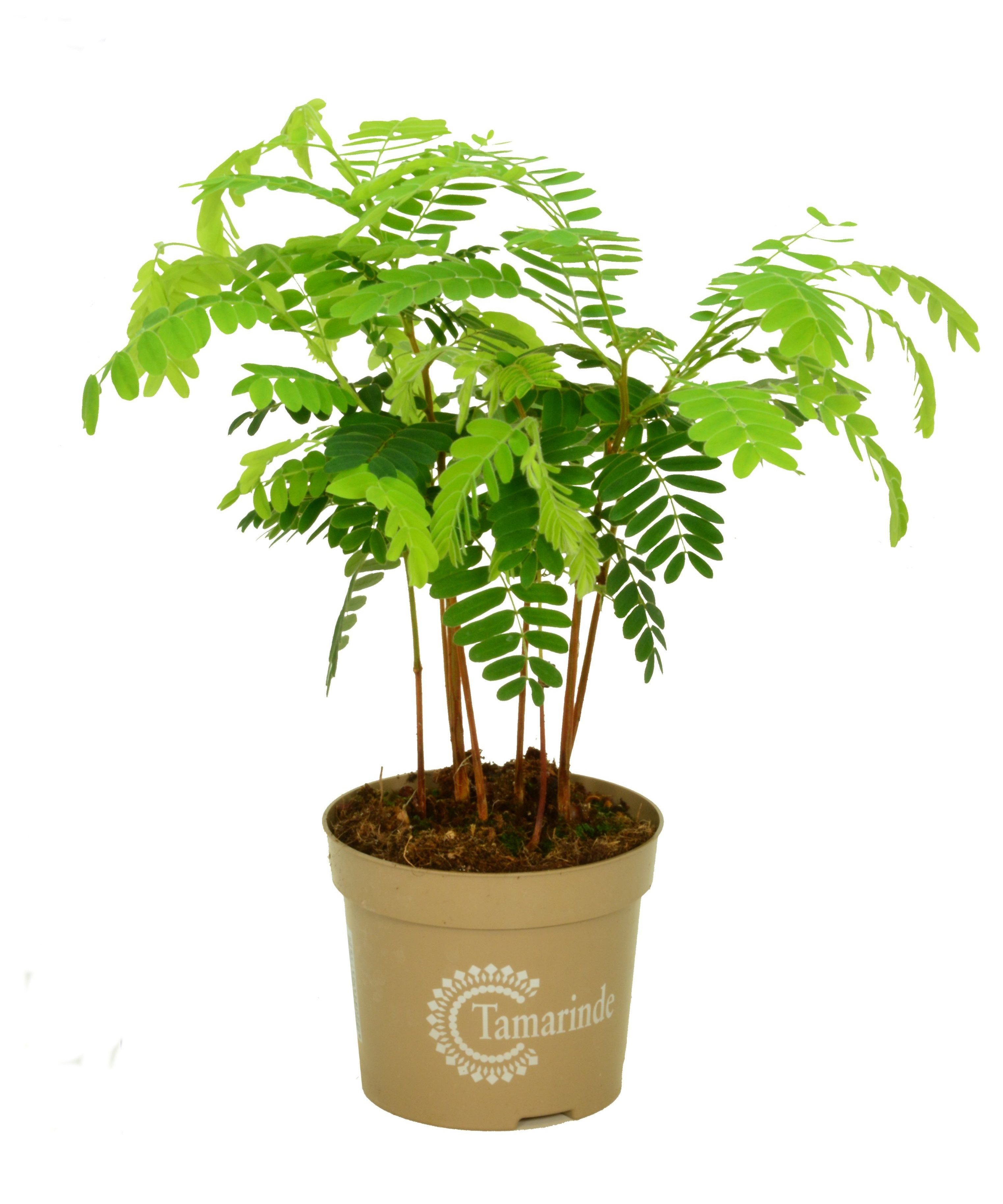 meinvipshop Zimmerpflanze Indische Dattel Tamarindus indica 60cm