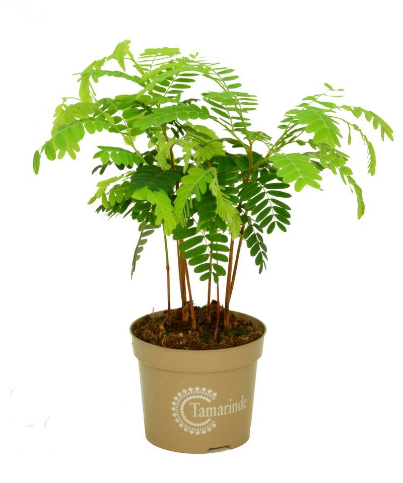 meinvipshop Zimmerpflanze Indische Dattel Tamarindus indica 45cm