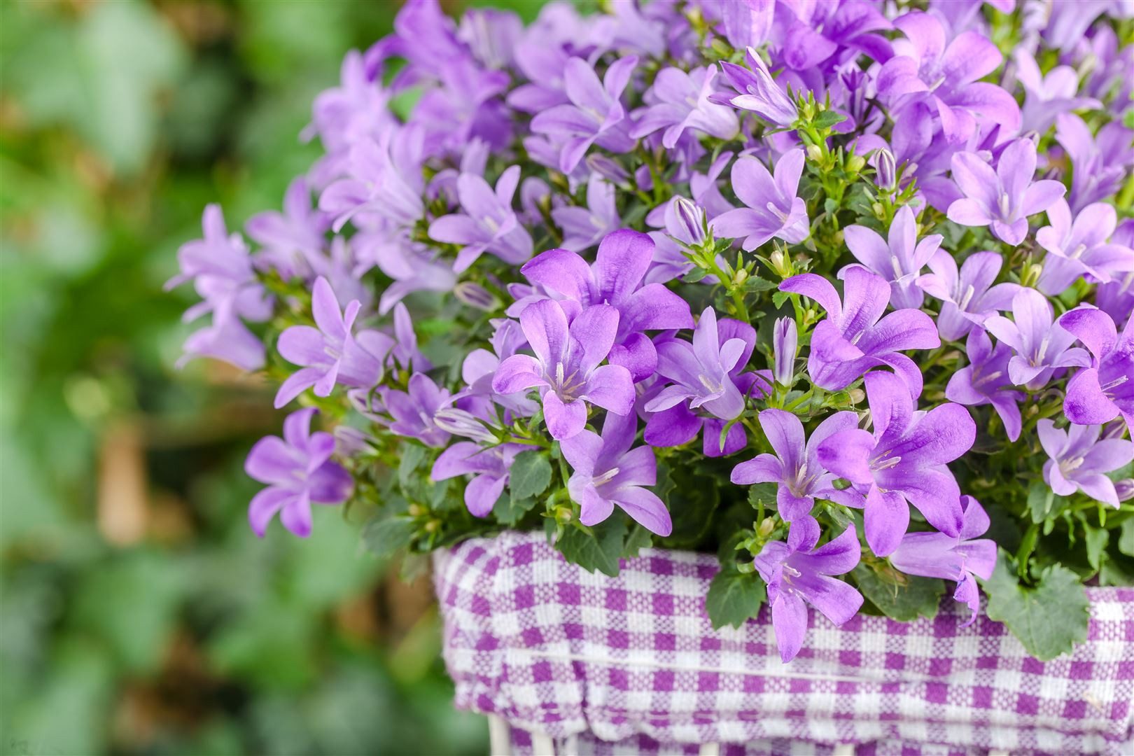Pflanzen für Dich Staude Campanula posch., 1 St., Hängepolsterglockenblume, Polsterglockenblume