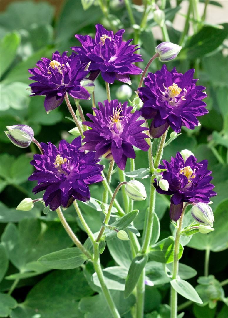 Pflanzen für Dich Staude Aquilegia vulg. Blue Barlow, 1 St., Gewöhnliche Akelei, Akelei