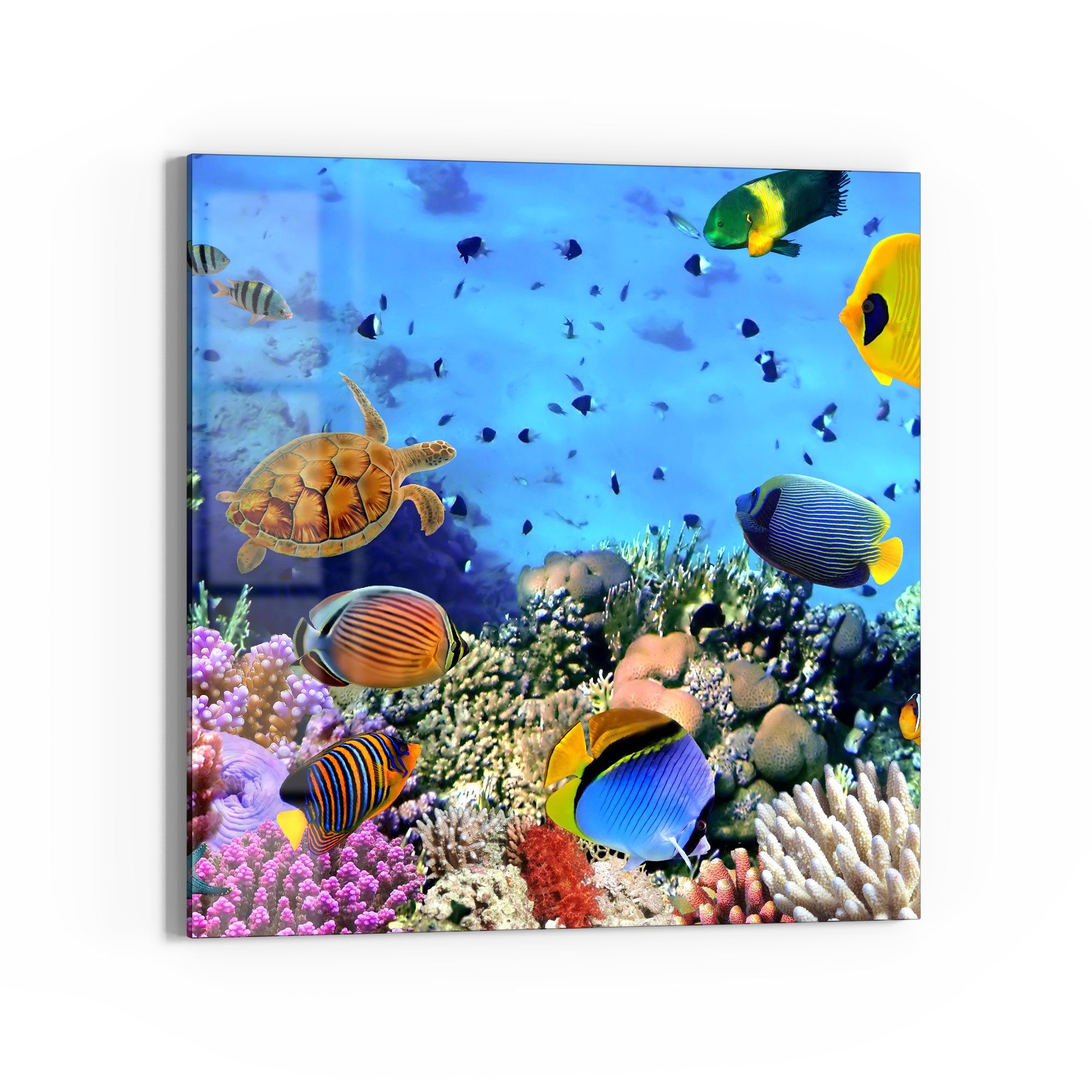 DEQORI Glasbild 'Lebensraum Korallenriff', 'Lebensraum Korallenriff', Glas Wandbild Bild schwebend modern