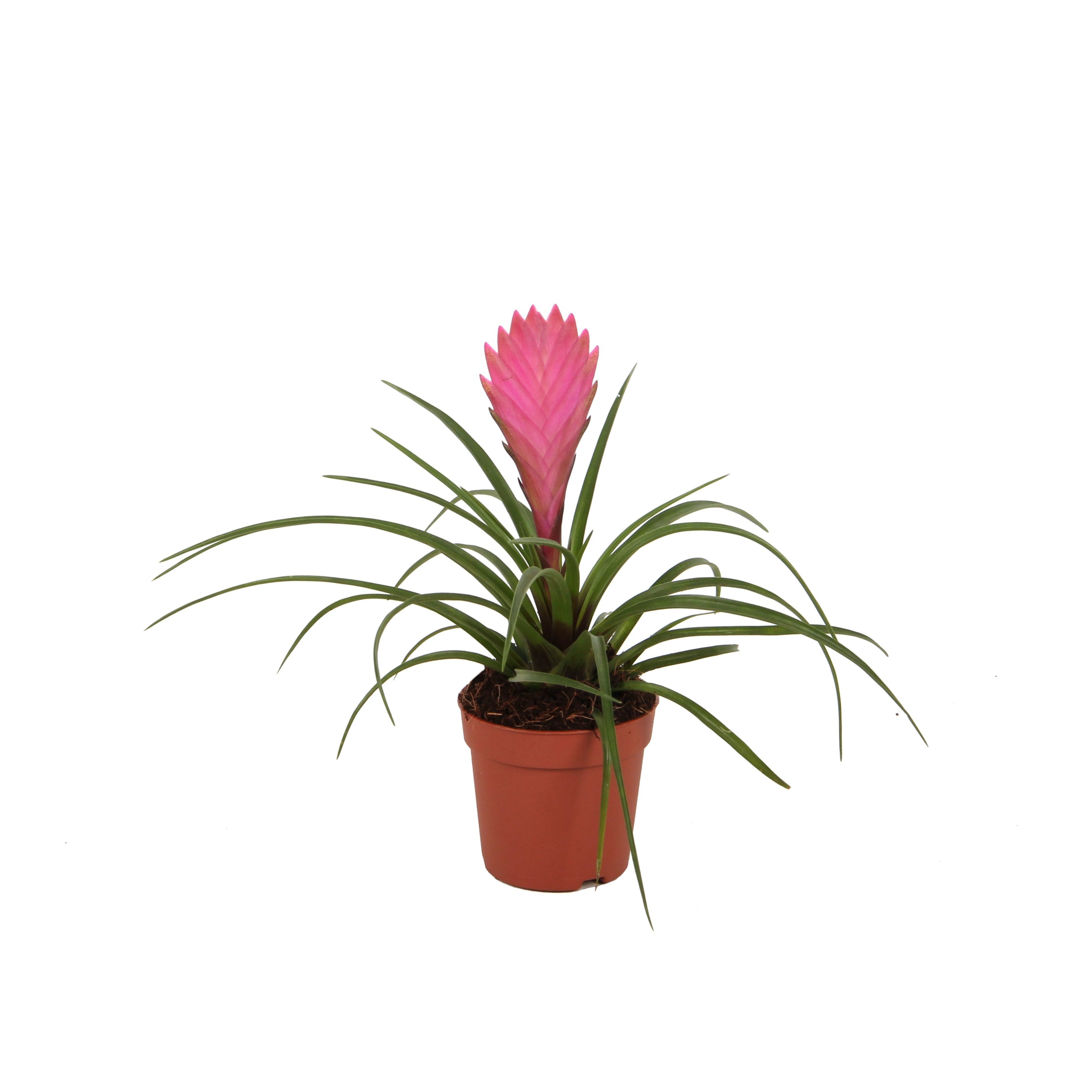 Exotenherz Zimmerpflanze Tillandsia "Cyanea" - blühende Luftnelke - 7cm Topf - 15cm hoch