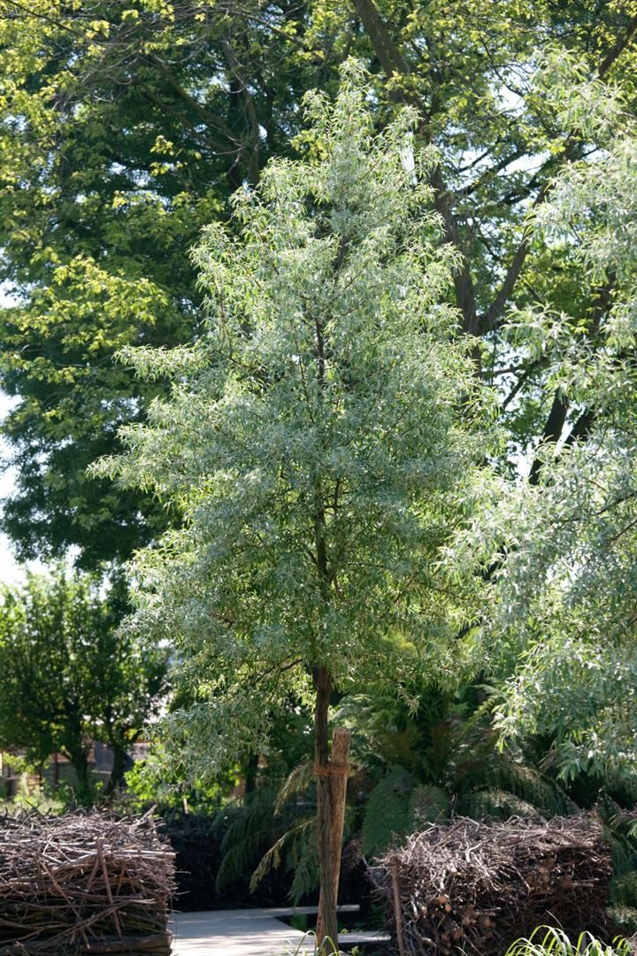 Pflanzen für Dich Gehölze Elaeagnus ang., 1 St., Schmalblättrige Ölweide, Russische Olive, Oleaster