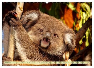 CALVENDO Wandkalender Koala - kleiner Teddy (Premium, hochwertiger DIN A2 Wandkalender 2023, Kunstdruck in Hochglanz)