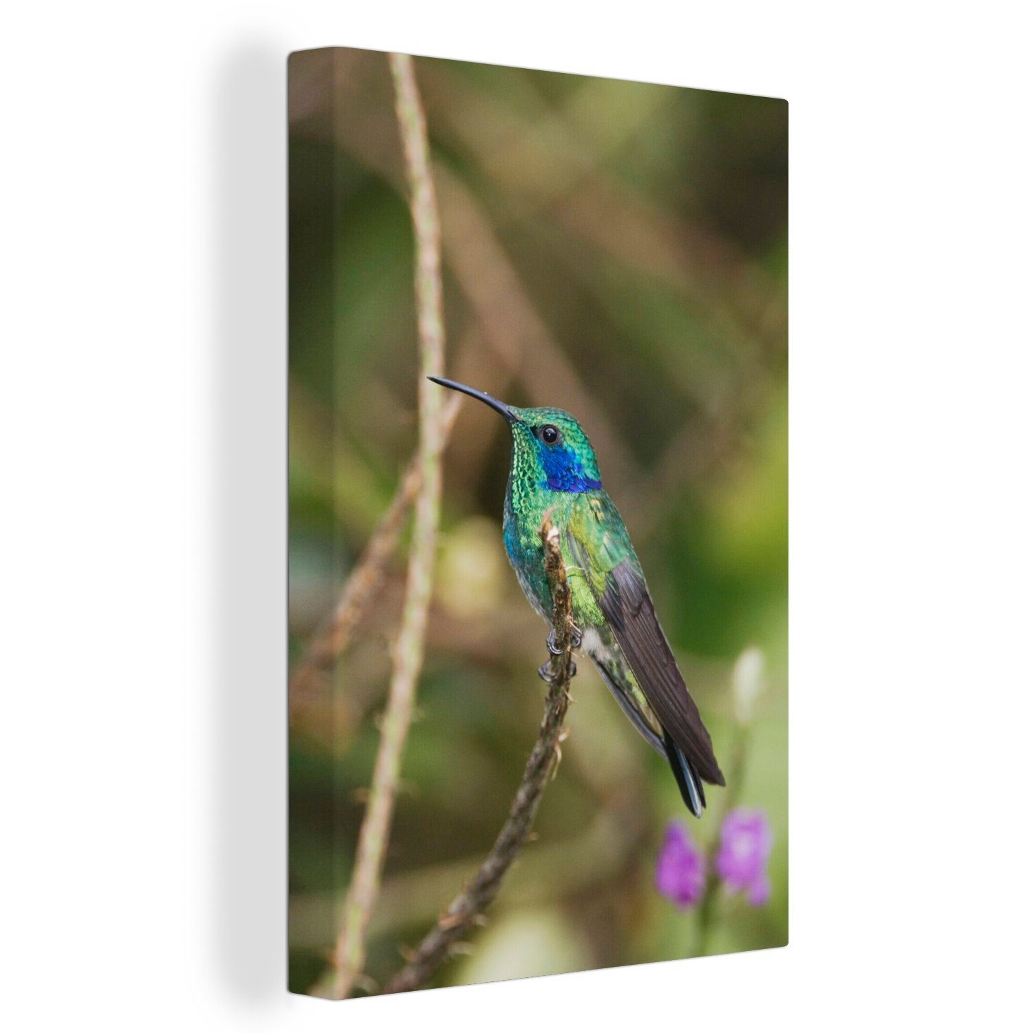 OneMillionCanvasses® Leinwandbild Schön gefärbter grüner Veilchenohr-Kolibri sitzt auf einem Ast, (1 St), Leinwandbild fertig bespannt inkl. Zackenaufhänger, Gemälde, 20x30 cm