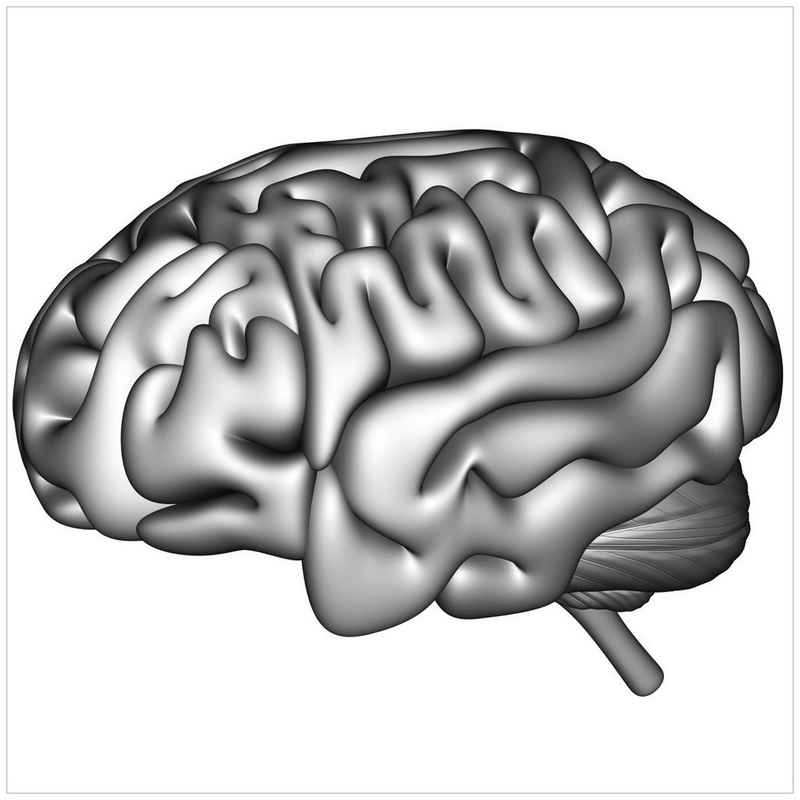 Wallario Acrylglasbild, Menschliches Gehirn in Schwarz-Weiß, in verschiedenen Ausführungen