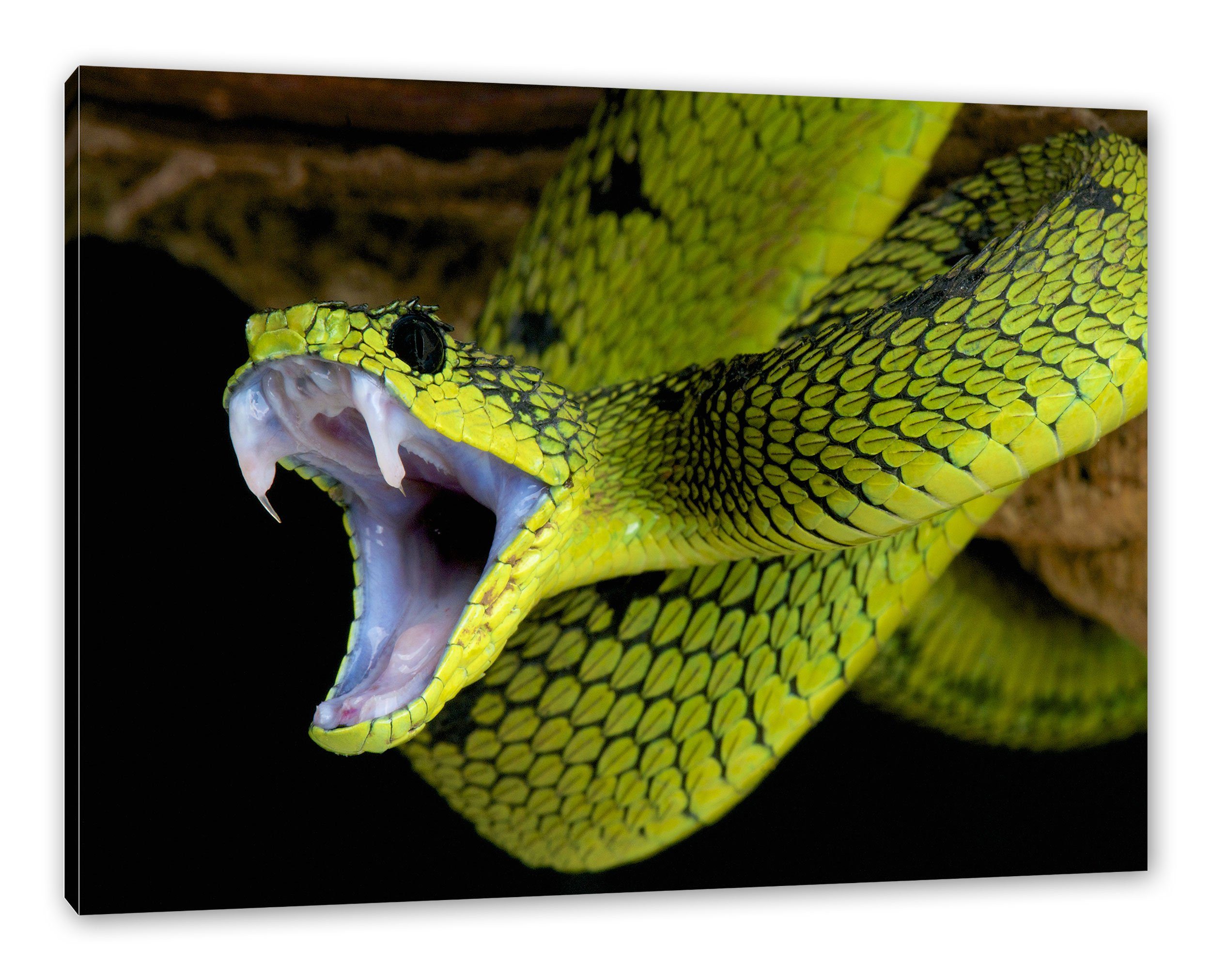 Leinwandbild Leinwandbild Giftige Schlange bespannt, Zackenaufhänger St), (1 inkl. Pixxprint fertig grüne grüne Giftige Schlange,