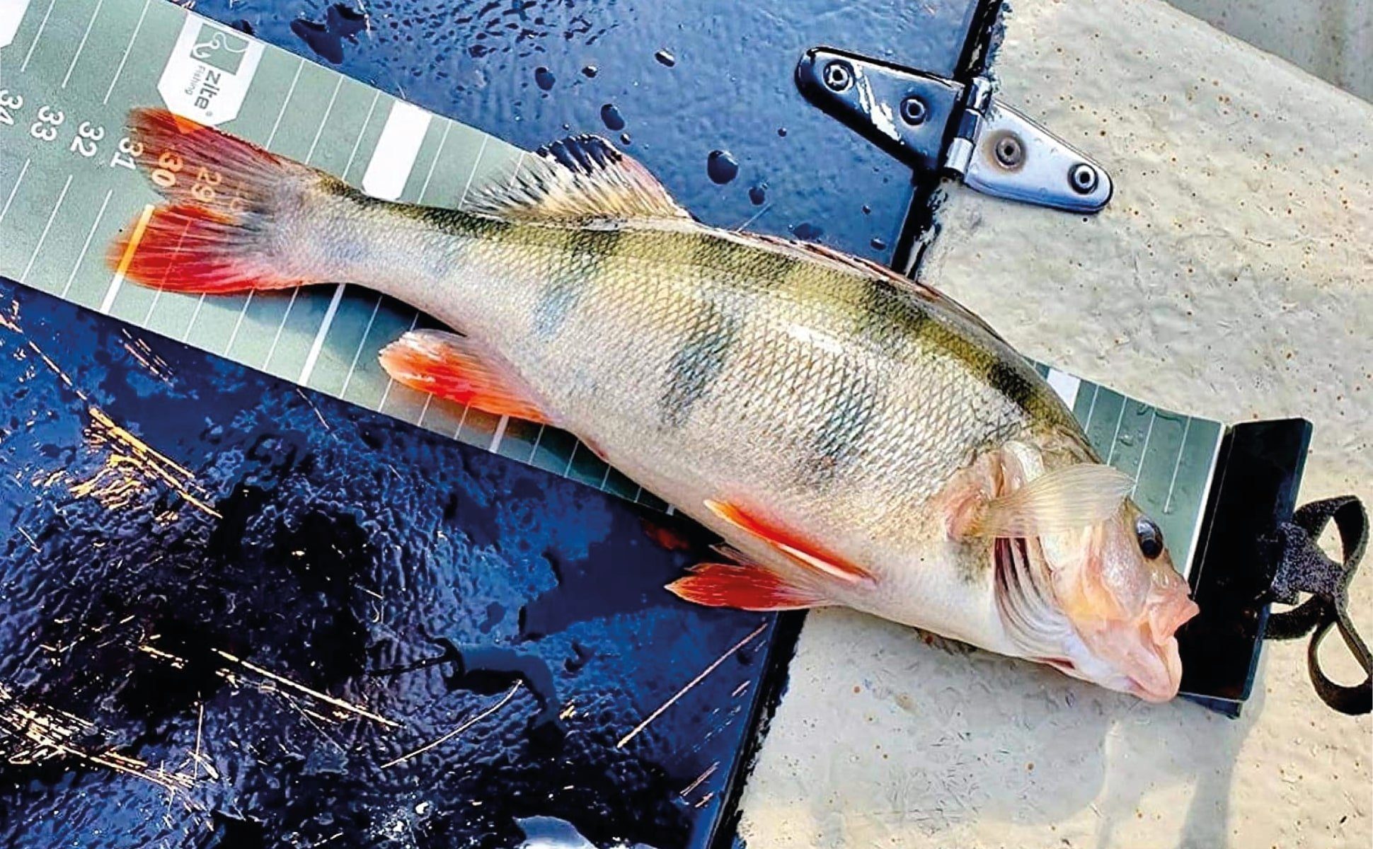 Zite Fischgreifer Aufrollbares Fisch-Maßband, 120cm für präzises Messen