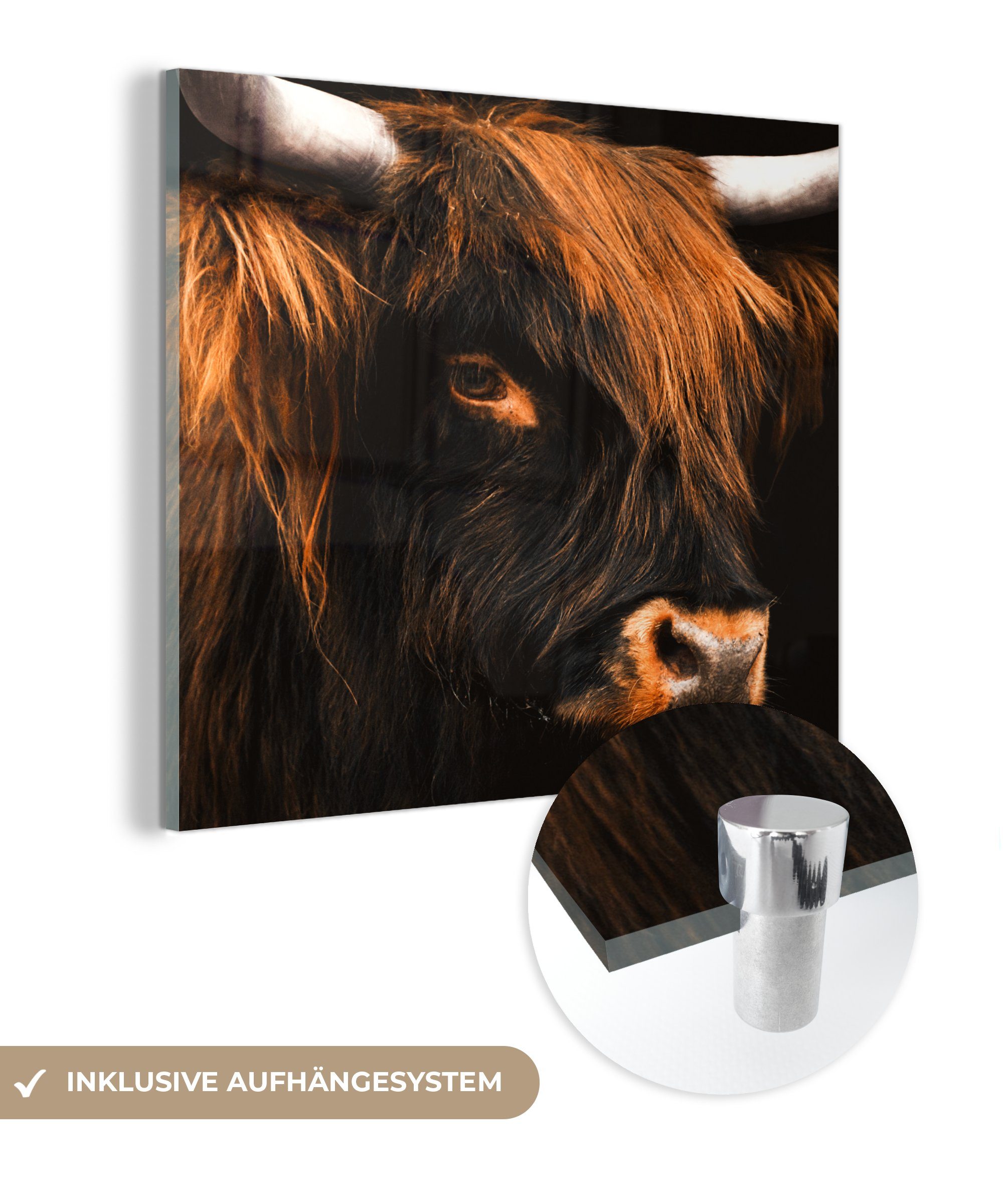 MuchoWow Acrylglasbild Schottischer Highlander - Schwarz - Kuh - Horn - Tiere, (1 St), Glasbilder - Bilder auf Glas Wandbild - Foto auf Glas - Wanddekoration bunt