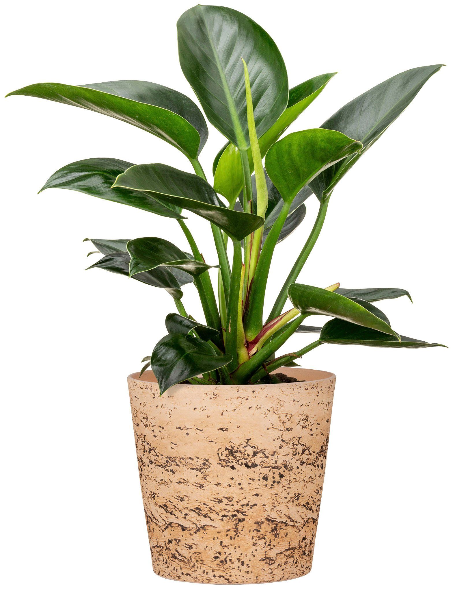 Scheurich Blumentopf 778/19 cork günstig online kaufen