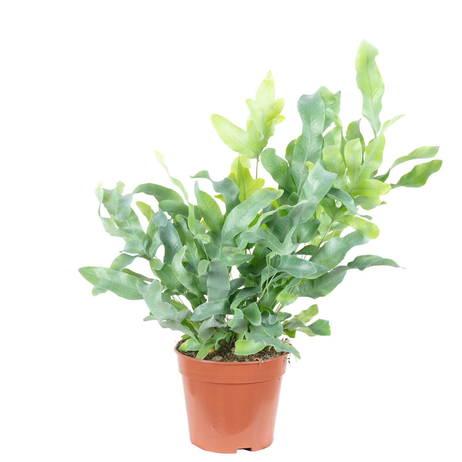 Flowerbox Zimmerpflanze Goldtüpfelfarn - Phlebodium aureum 'Blue Star', - Höhe ca. 40 cm, Topf-Ø 14 cm