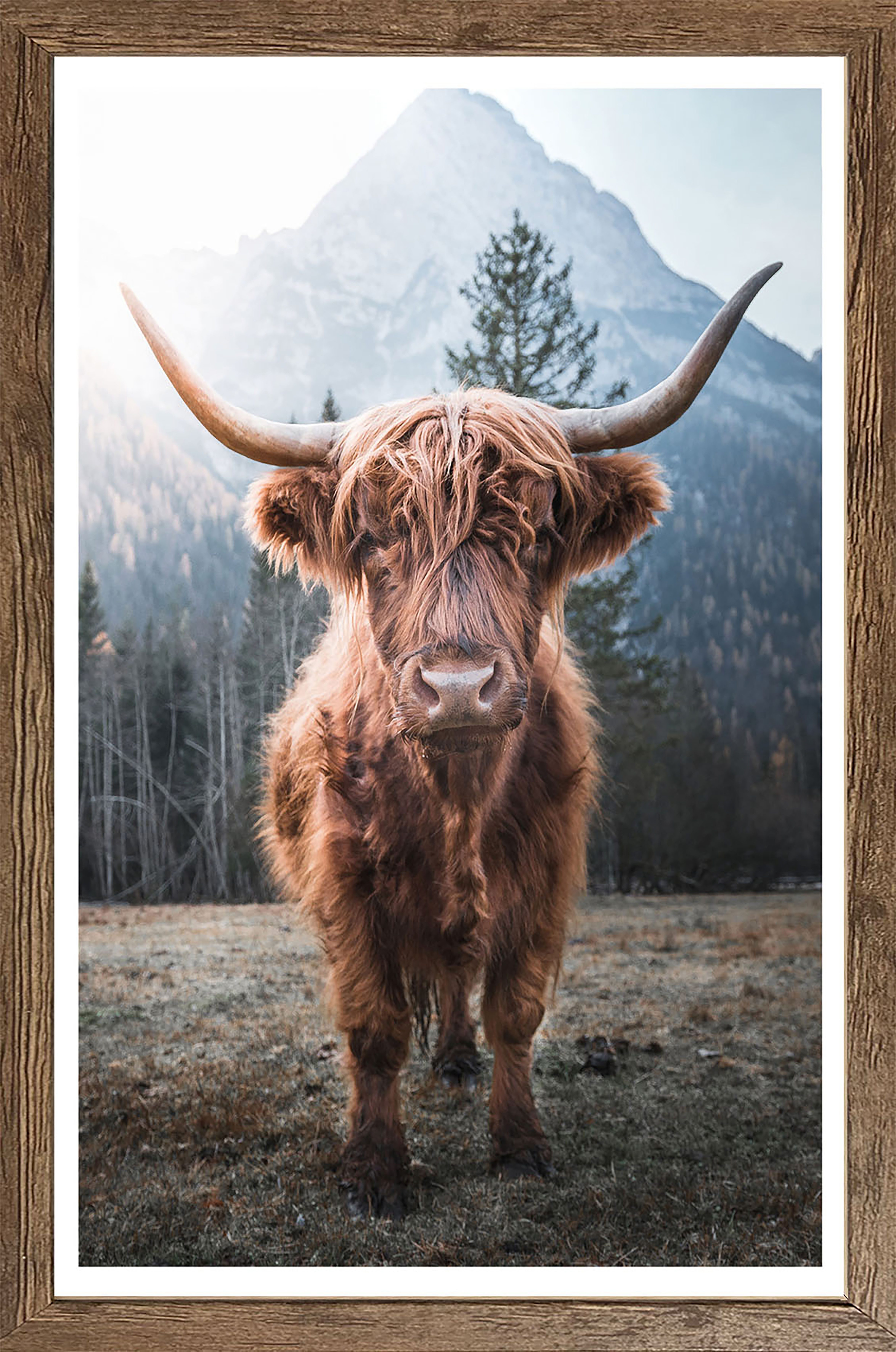 Bönninghoff Bild mit Rahmen, Berge, Hochlandrind, Landschaft, Natur, Tiere (1 St)
