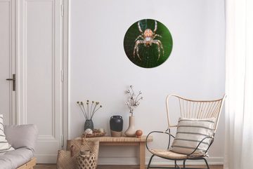 MuchoWow Wandsticker Porträt einer Spinne (1 St), Tapetenkreis für Kinderzimmer, Tapetenaufkleber, Rund, Wohnzimmer